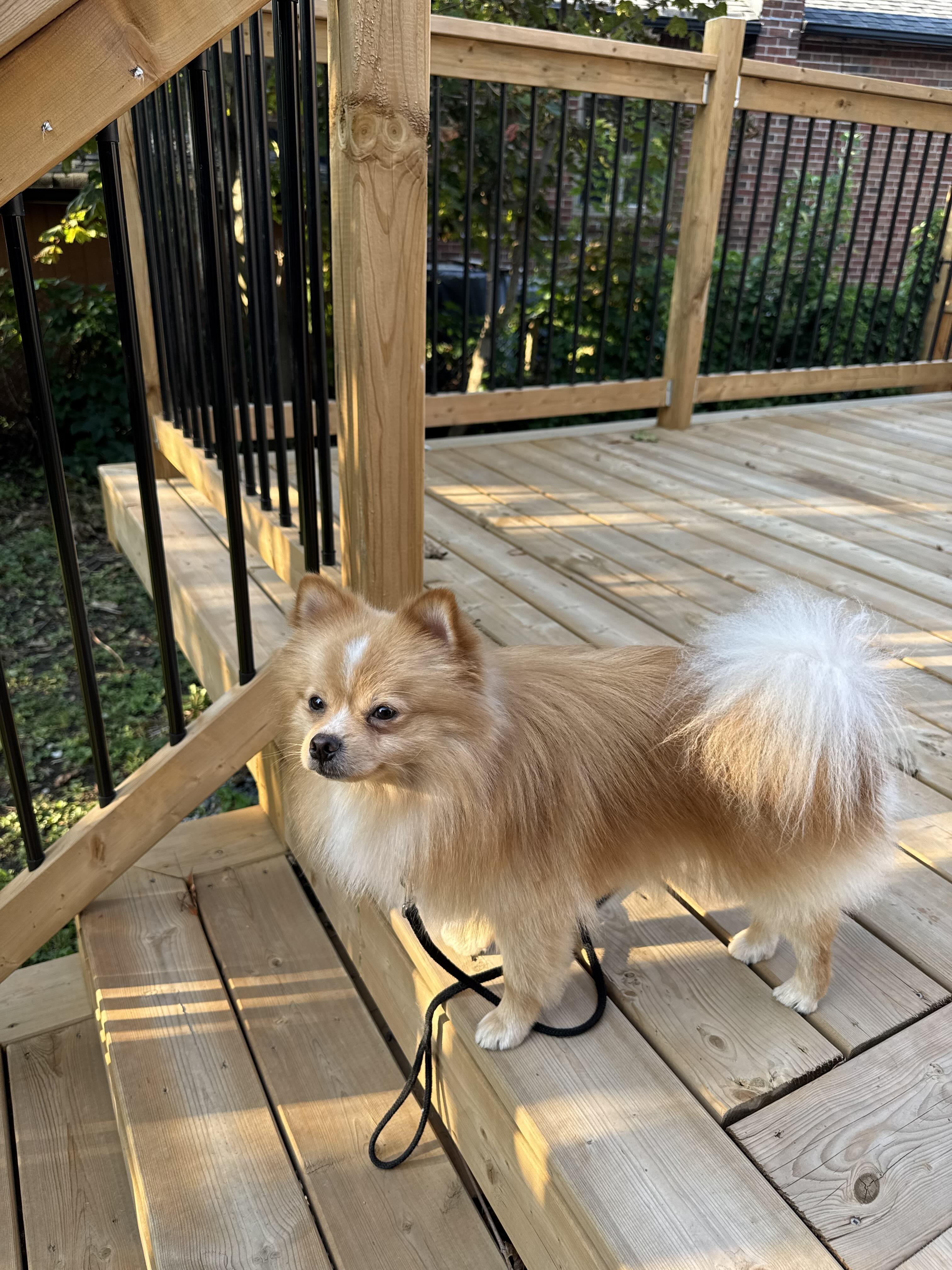 Enlarge Aquino, a Adopted mixed breed in Oakville, ON image 5/6