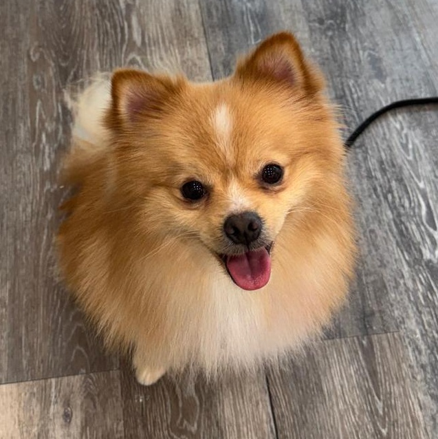 Enlarge Aquino, a Adopted mixed breed in Oakville, ON image 2/6