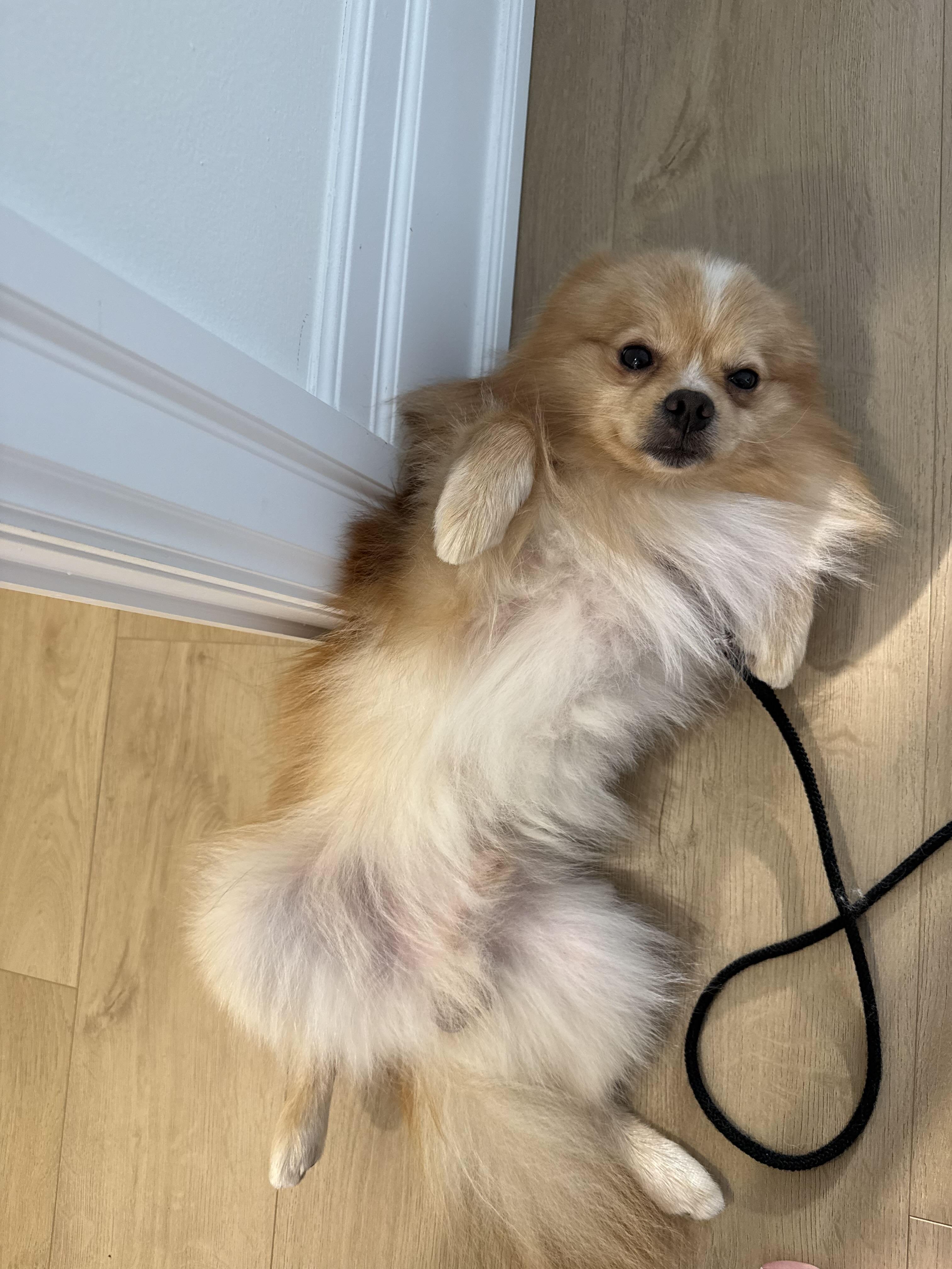 Enlarge Aquino, a Adopted mixed breed in Oakville, ON image 3/6