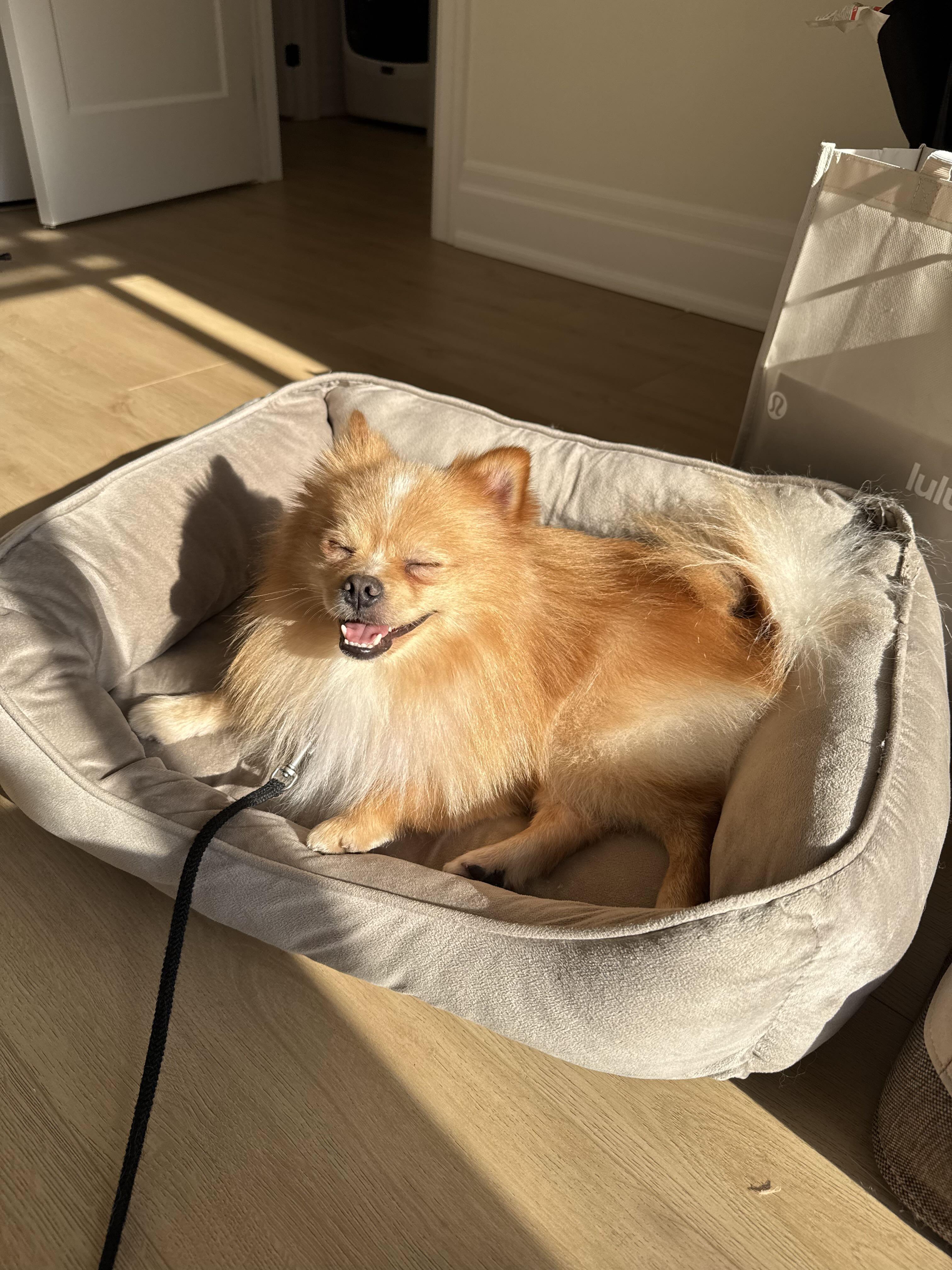 Enlarge Aquino, a Adopted mixed breed in Oakville, ON image 6/6