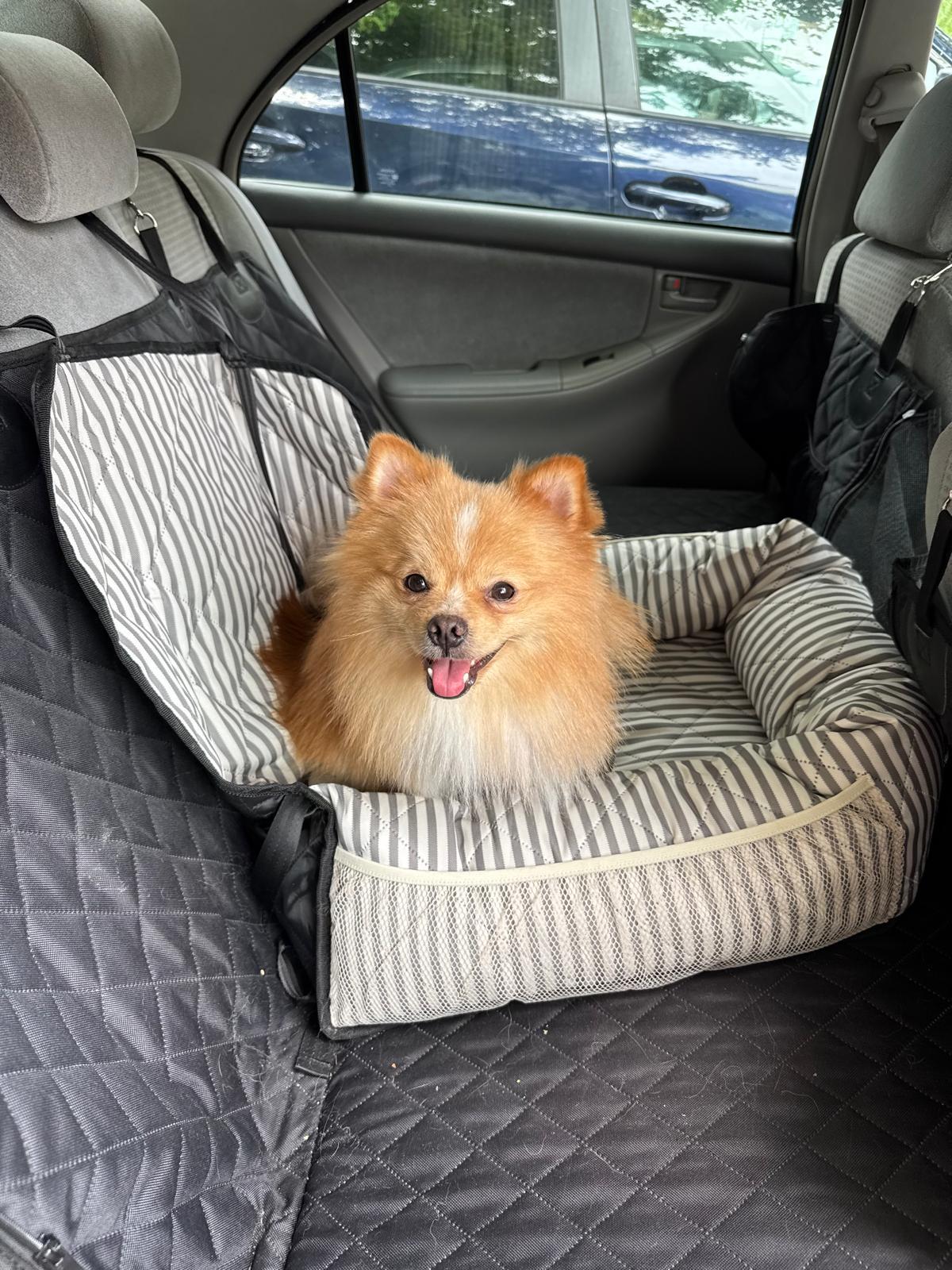 Enlarge Aquino, a Adopted mixed breed in Oakville, ON image 4/6