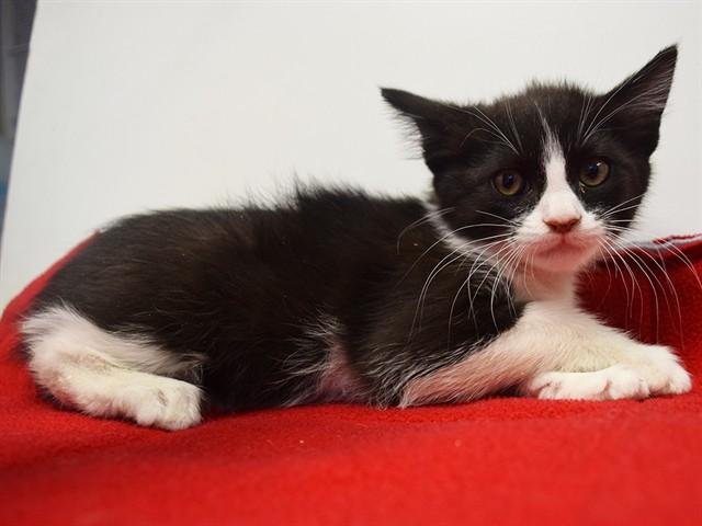 Enlarge SAMANTHA, a Adoptable Domestic Short Hair in Sacramento, CA image 1/1