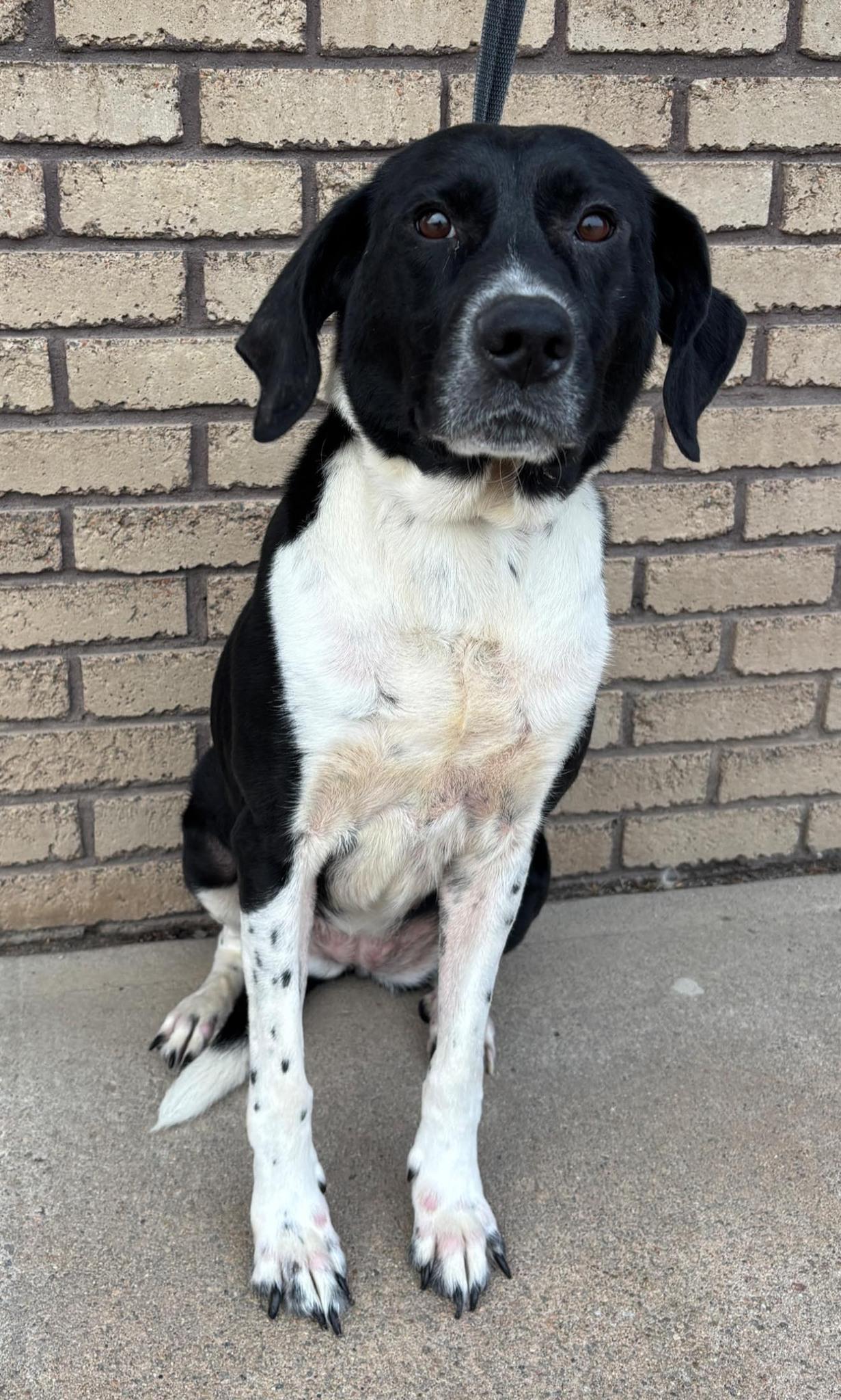 Enlarge Maxine, a ADOPTABLE German Shorthaired Pointer in Columbus, NE image 1/1