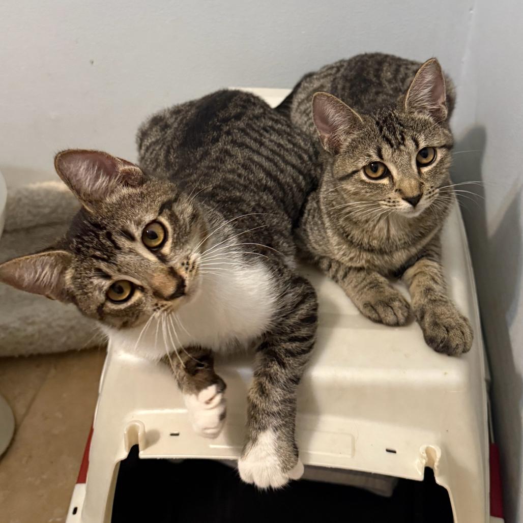Enlarge Jerry AAC, a Adoptable Domestic Short Hair in Denver, CO image 1/2