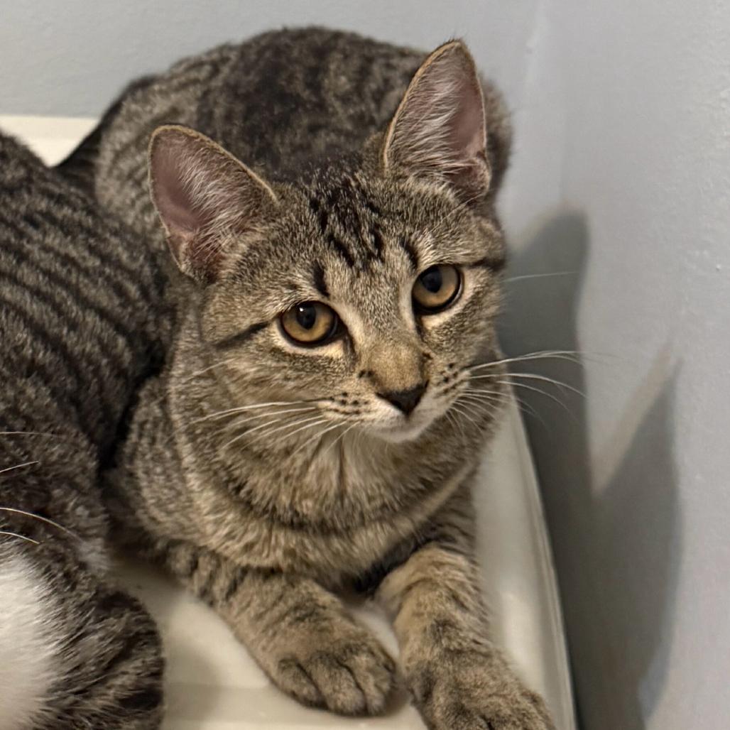 Enlarge Jerry AAC, a Adoptable Domestic Short Hair in Denver, CO image 2/2