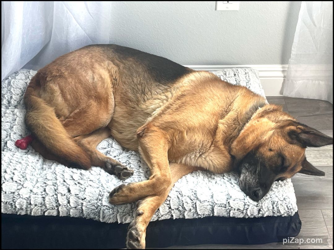 Enlarge Courtesy Listing: Betty Spaghetti, a Adoptable German Shepherd Dog in Rancho Palos Verdes, CA image 2/6