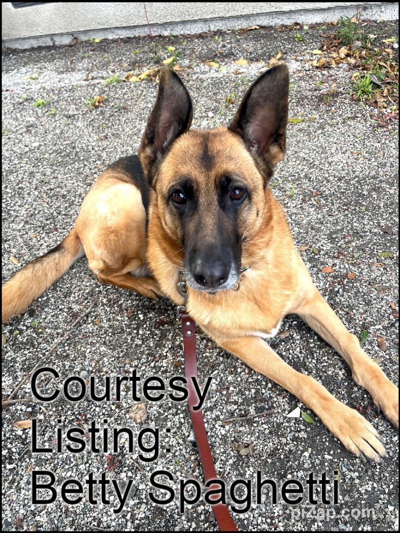 Enlarge Courtesy Listing: Betty Spaghetti, a Adoptable German Shepherd Dog in Rancho Palos Verdes, CA image 3/6
