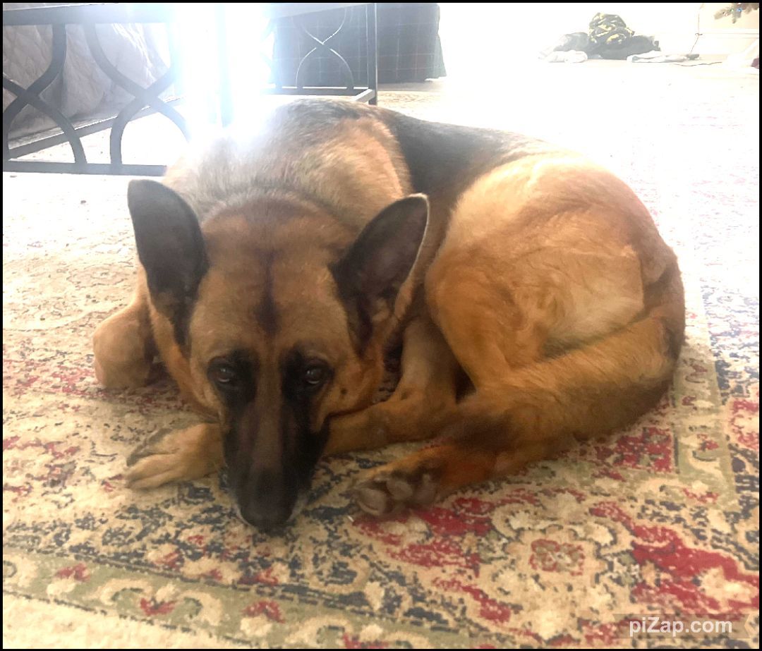 Enlarge Courtesy Listing: Betty Spaghetti, a Adoptable German Shepherd Dog in Rancho Palos Verdes, CA image 4/6