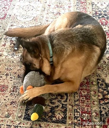 Enlarge Courtesy Listing: Betty Spaghetti, a Adoptable German Shepherd Dog in Rancho Palos Verdes, CA image 5/6