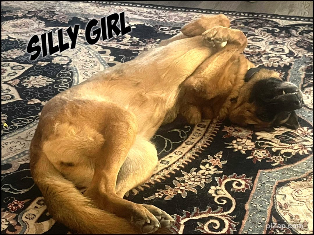 Enlarge Courtesy Listing: Betty Spaghetti, a Adoptable German Shepherd Dog in Rancho Palos Verdes, CA image 6/6