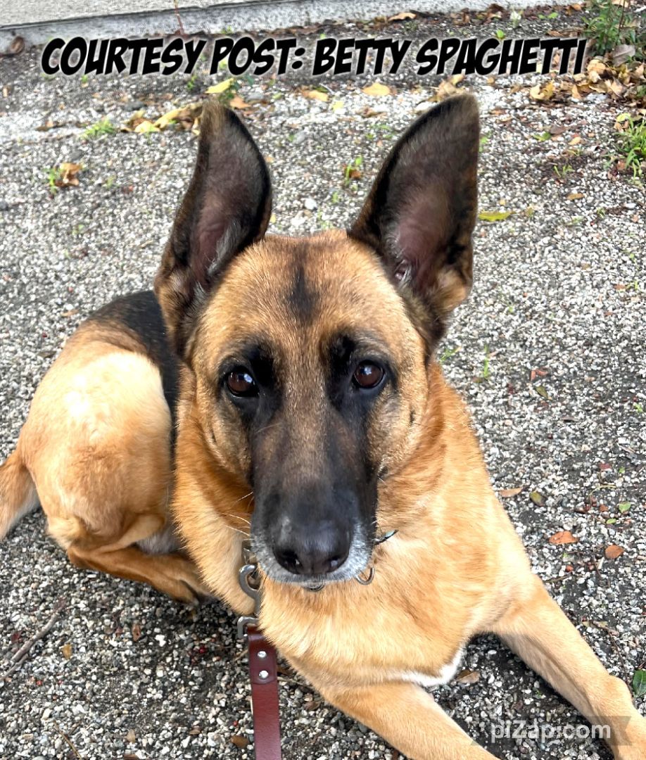 Enlarge Courtesy Listing: Betty Spaghetti, a Adoptable German Shepherd Dog in Rancho Palos Verdes, CA image 1/6