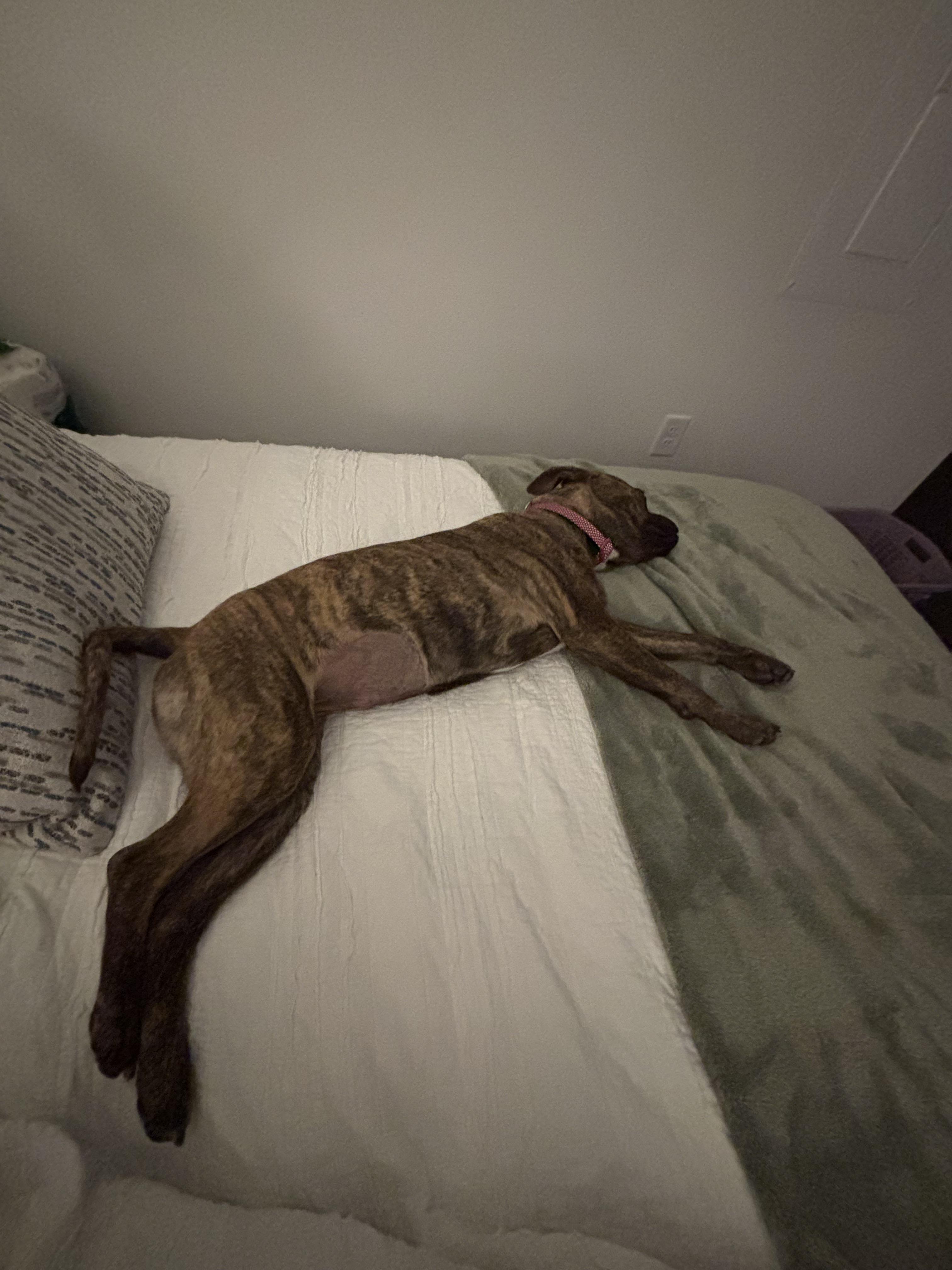 Enlarge Esther , a ADOPTABLE mixed breed in tampa, FL image 3/3