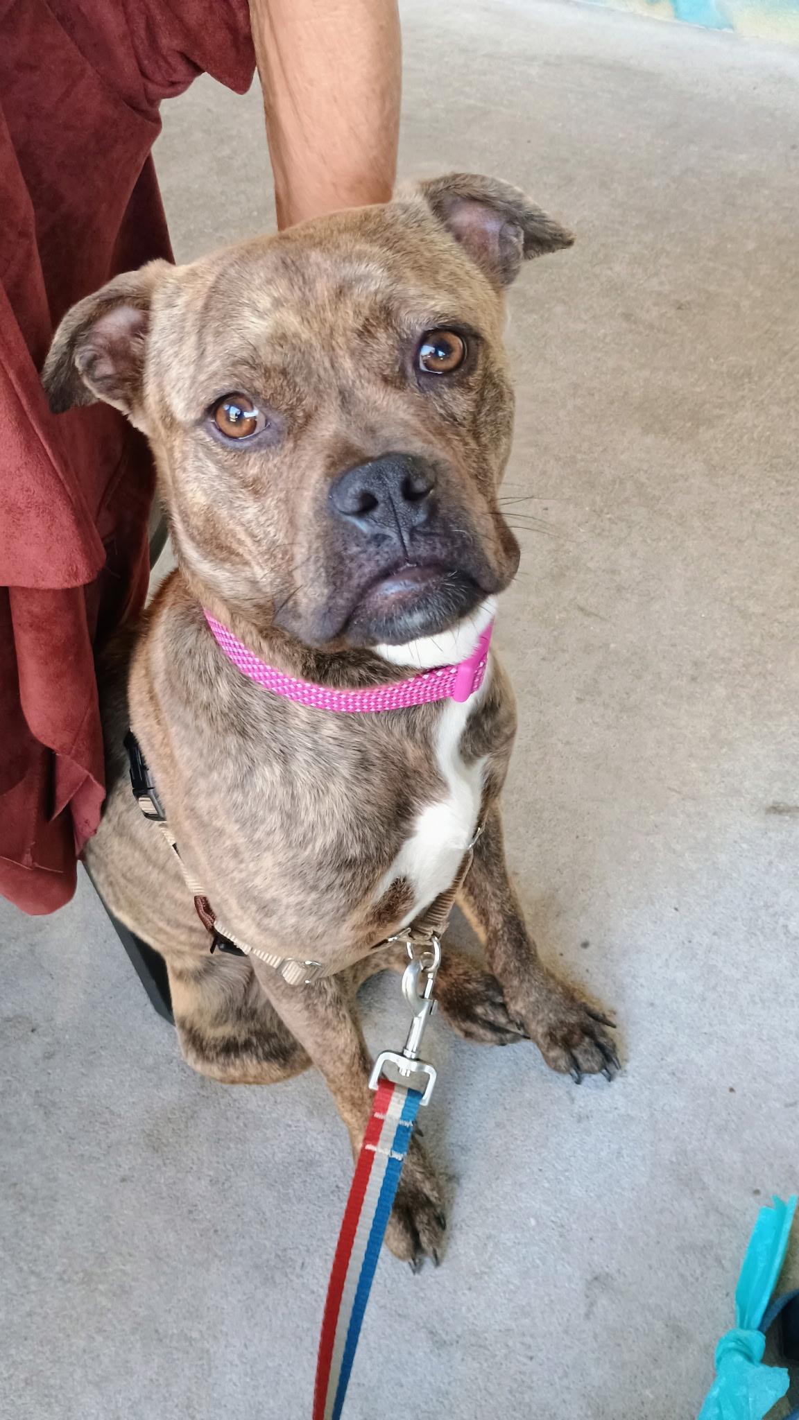 Esther , ADOPTABLE, Young Female Pug.