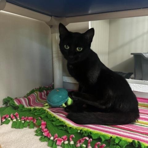 Enlarge Mochi, a ADOPTABLE Domestic Short Hair in Hutchinson, MN image 2/6