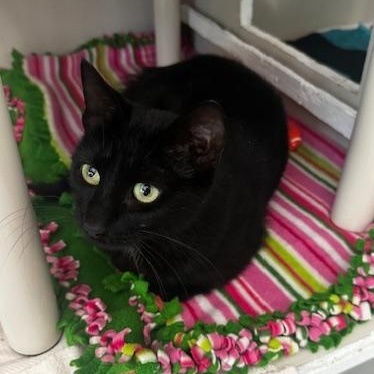 Enlarge Mochi, a ADOPTABLE Domestic Short Hair in Hutchinson, MN image 5/6