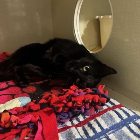 Enlarge Mochi, a ADOPTABLE Domestic Short Hair in Hutchinson, MN image 4/6