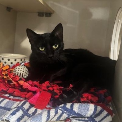 Enlarge Mochi, a ADOPTABLE Domestic Short Hair in Hutchinson, MN image 3/6