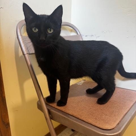 Mochi, ADOPTABLE, Young Female Domestic Short Hair.
