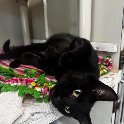 Enlarge Mochi, a ADOPTABLE Domestic Short Hair in Hutchinson, MN image 6/6