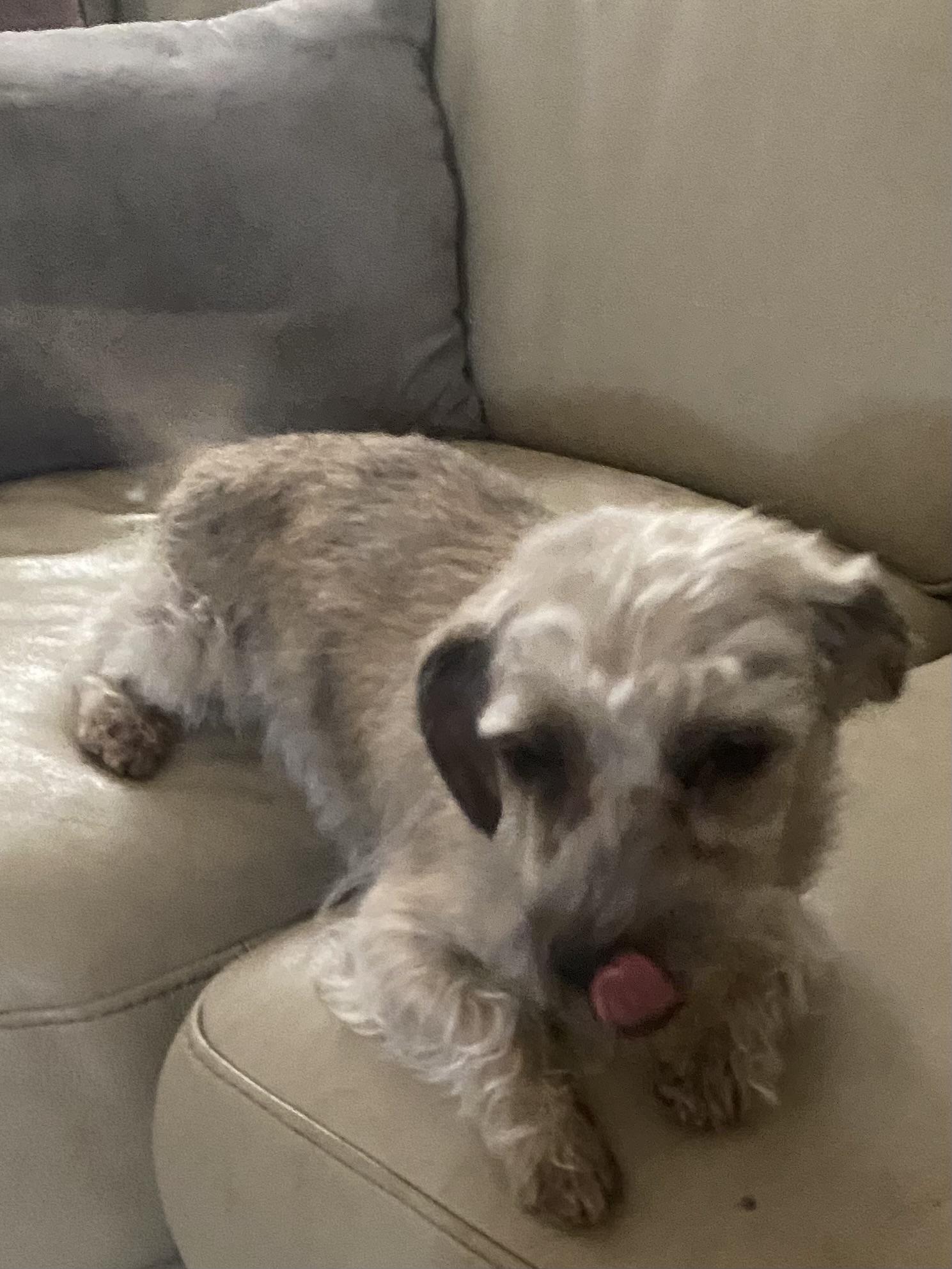 Bunny , Adoptable, Young Female Terrier & Poodle.