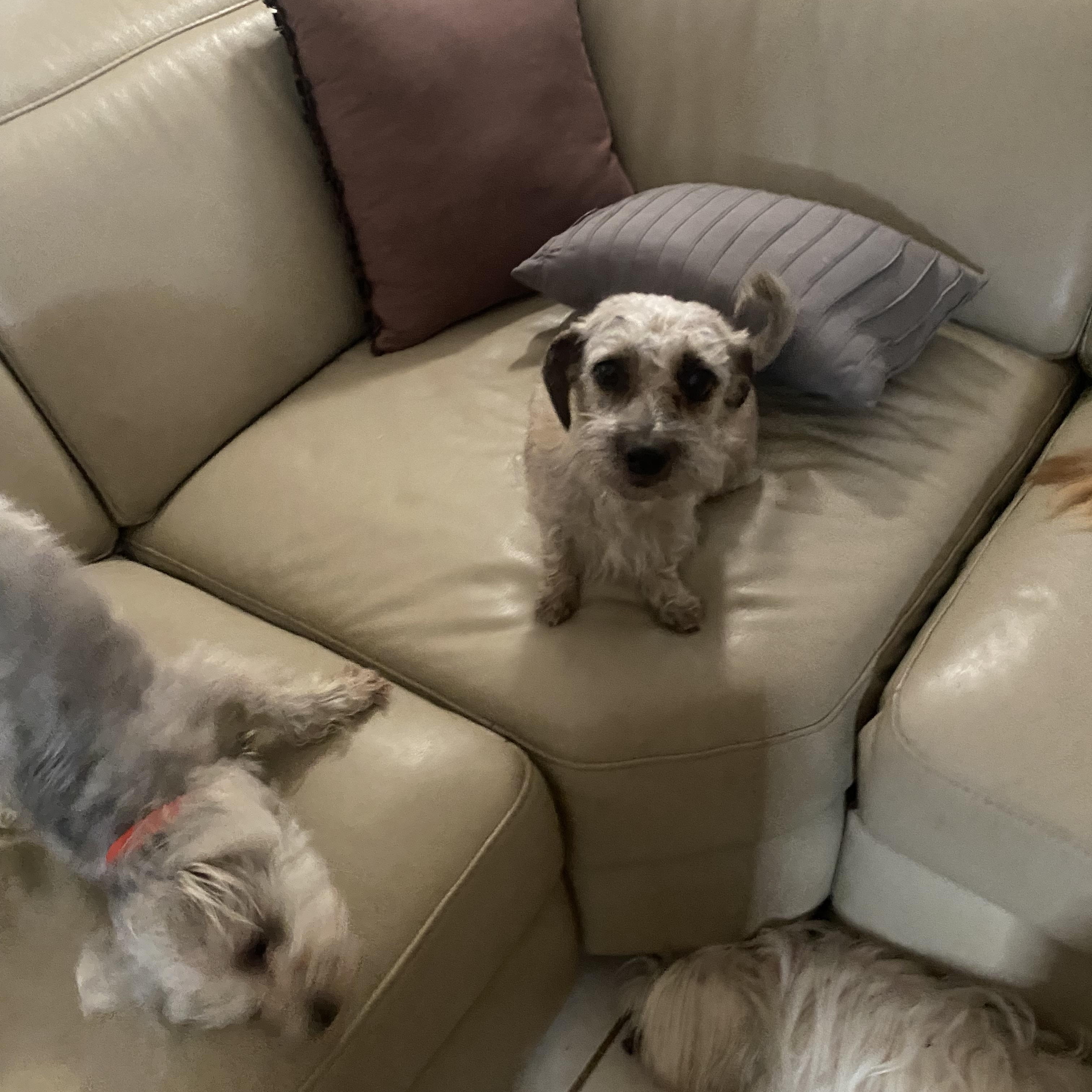 Enlarge Bunny , a Adoptable mixed breed in Moreno Valley, CA image 4/4