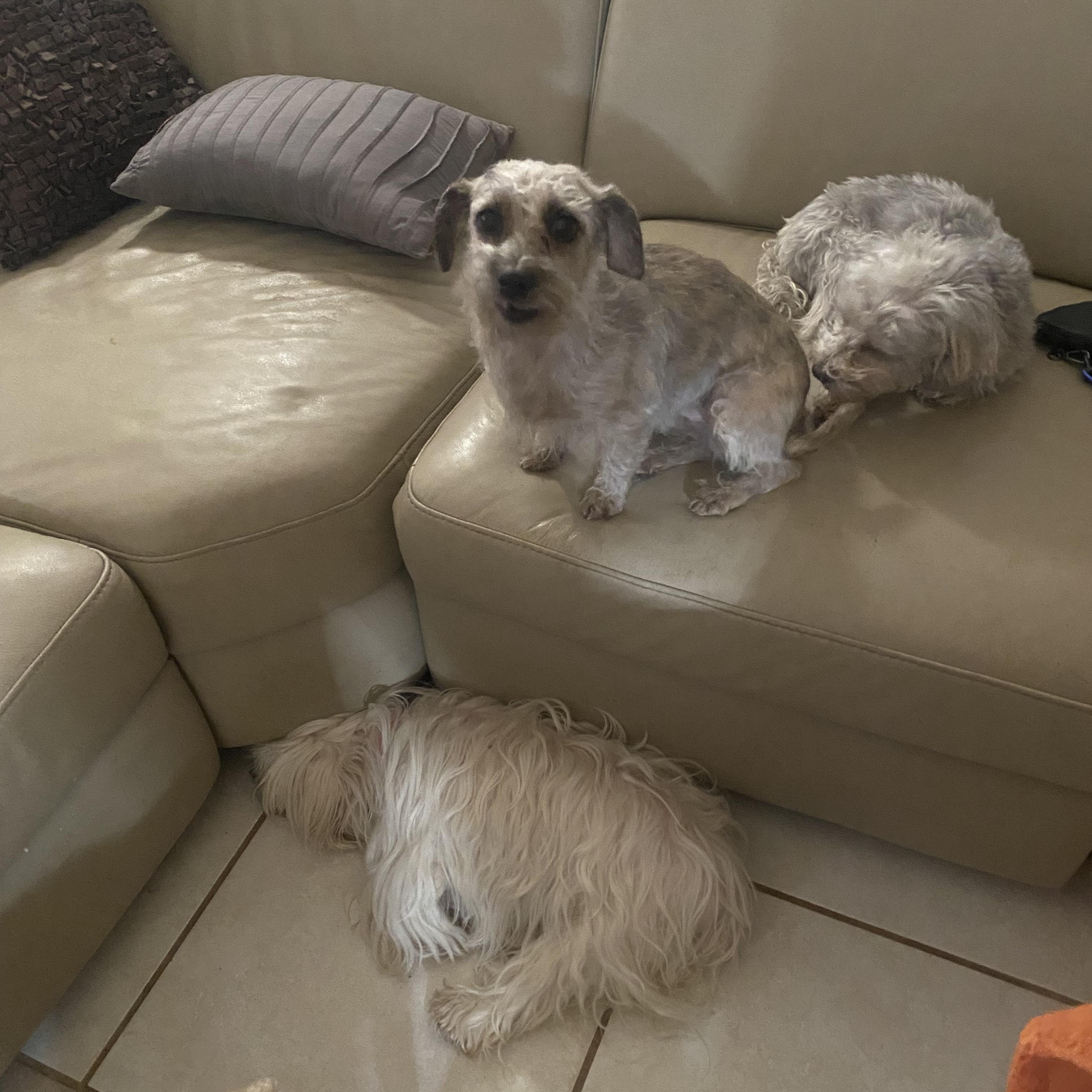 Enlarge Bunny , a Adoptable mixed breed in Moreno Valley, CA image 3/4