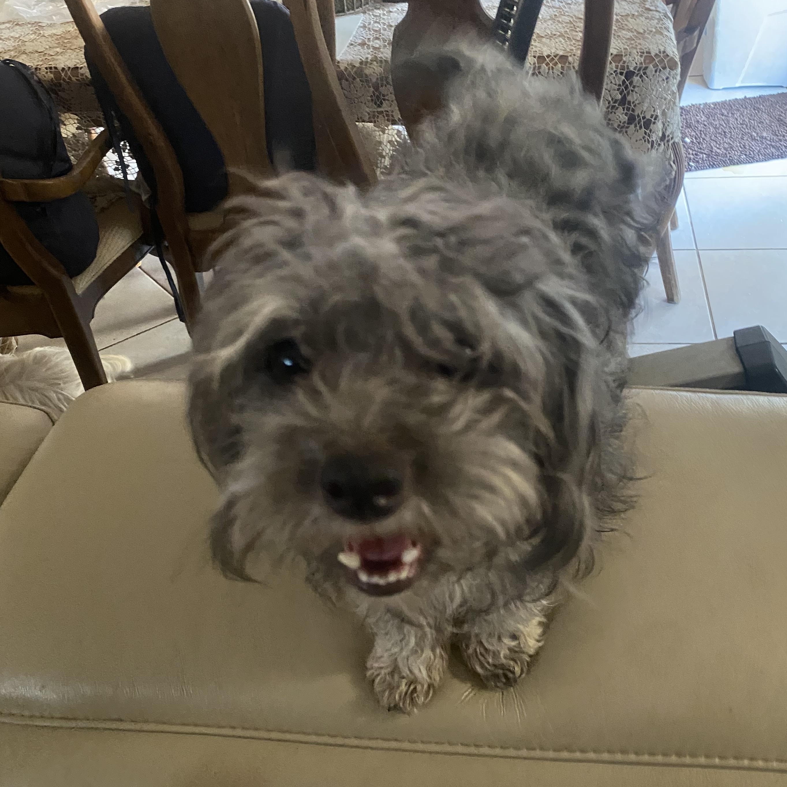 Enlarge Bunny , a Adoptable mixed breed in Moreno Valley, CA image 1/4