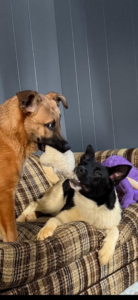 Piper, Adoptable, Young Female Akita & Mixed Breed.