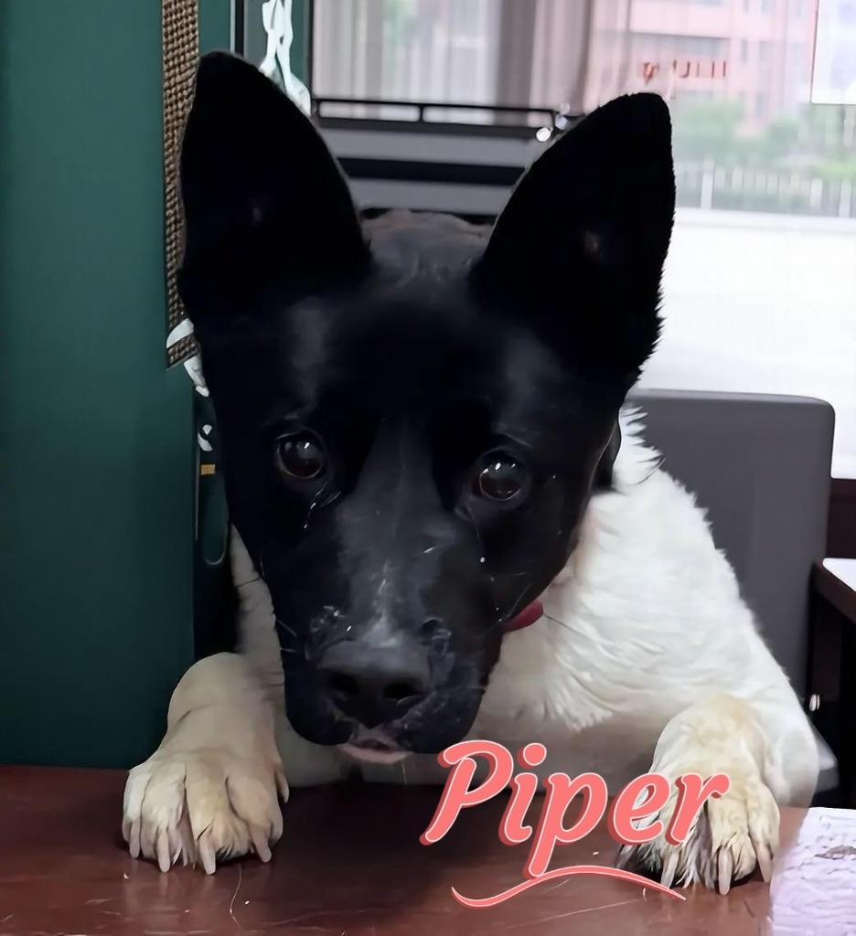 Enlarge Piper, a Adoptable mixed breed in Crandon, WI image 1/2