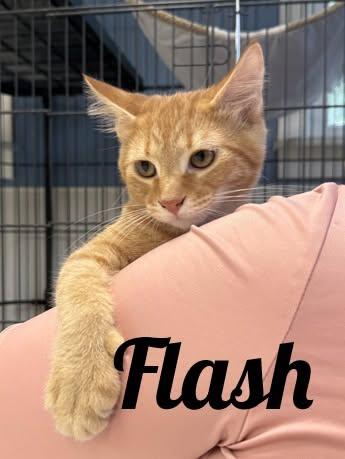 Flash, Adopted, Kitten Male Domestic Short Hair.