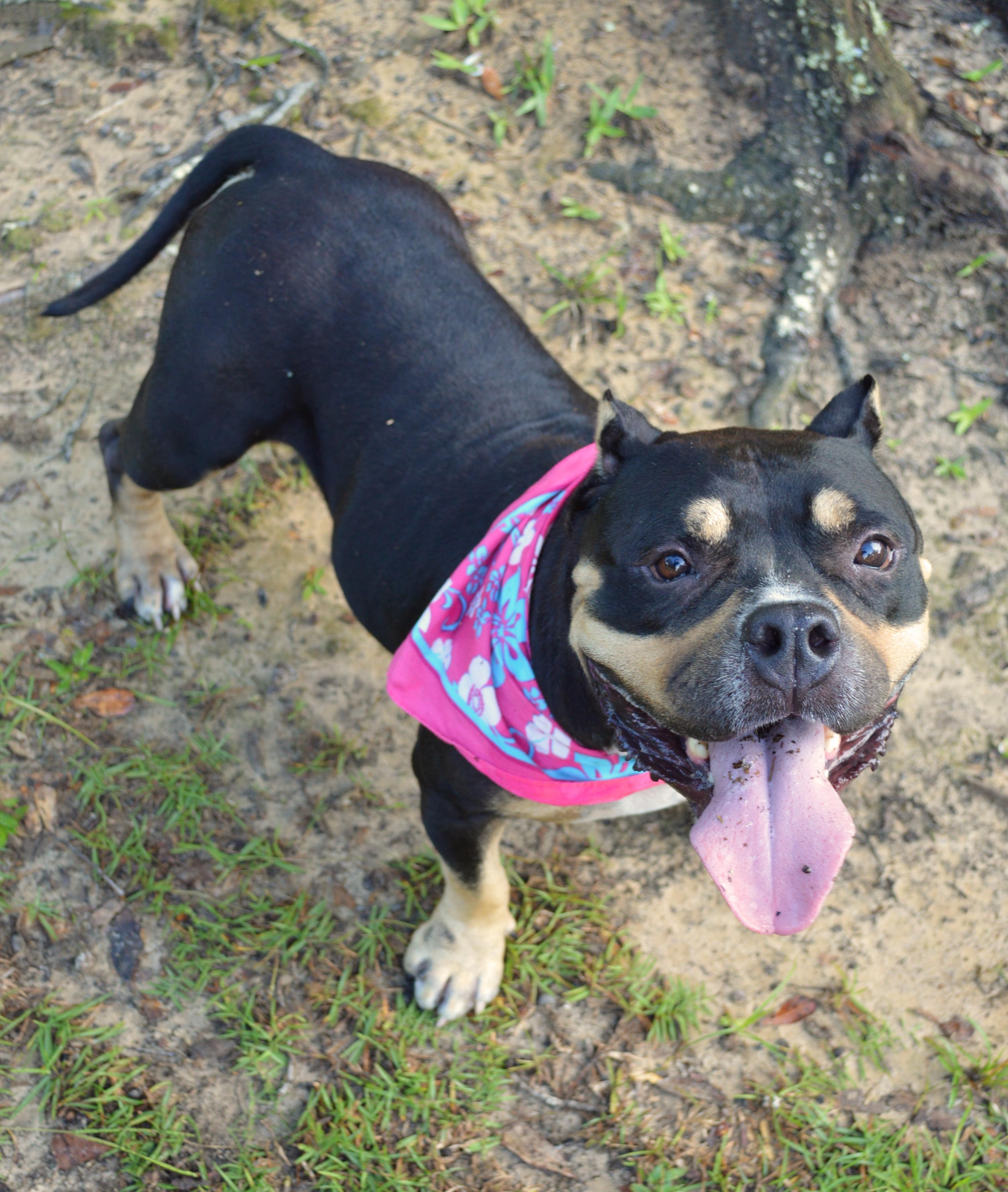Enlarge Jaida, a Adoptable American Bully in New Orleans, LA image 3/6