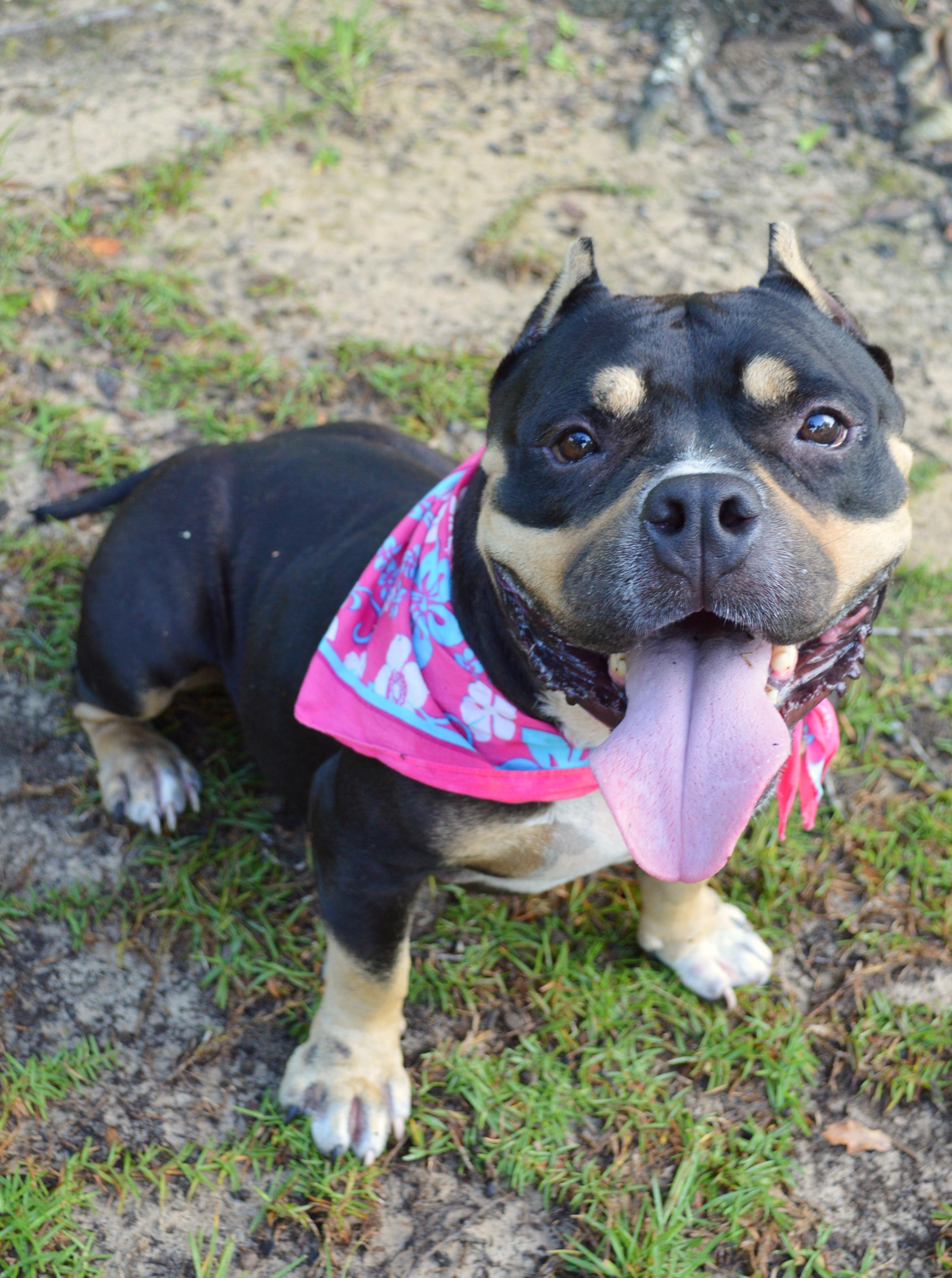 Enlarge Jaida, a Adoptable American Bully in New Orleans, LA image 1/6