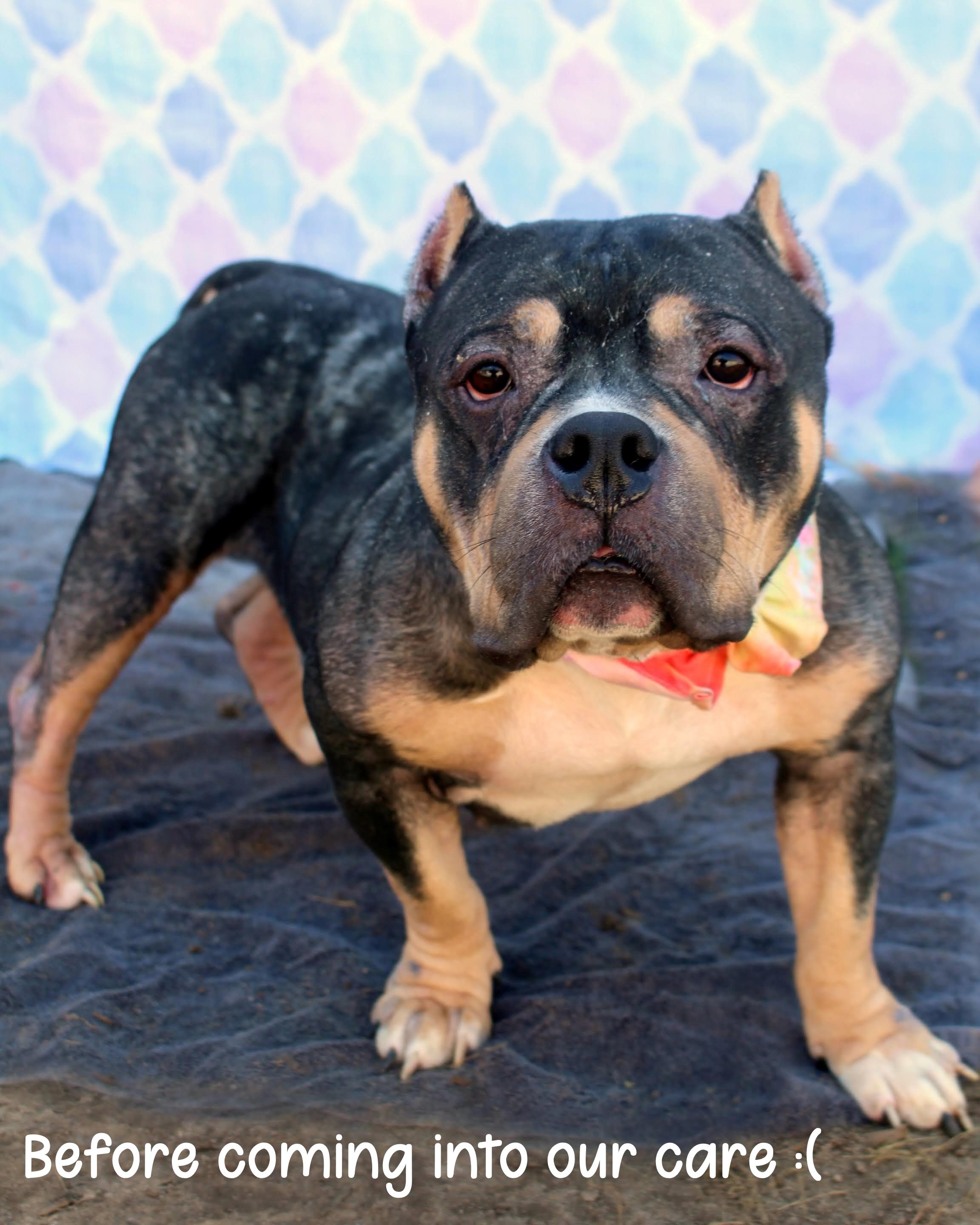 Enlarge Jaida, a Adoptable American Bully in New Orleans, LA image 6/6
