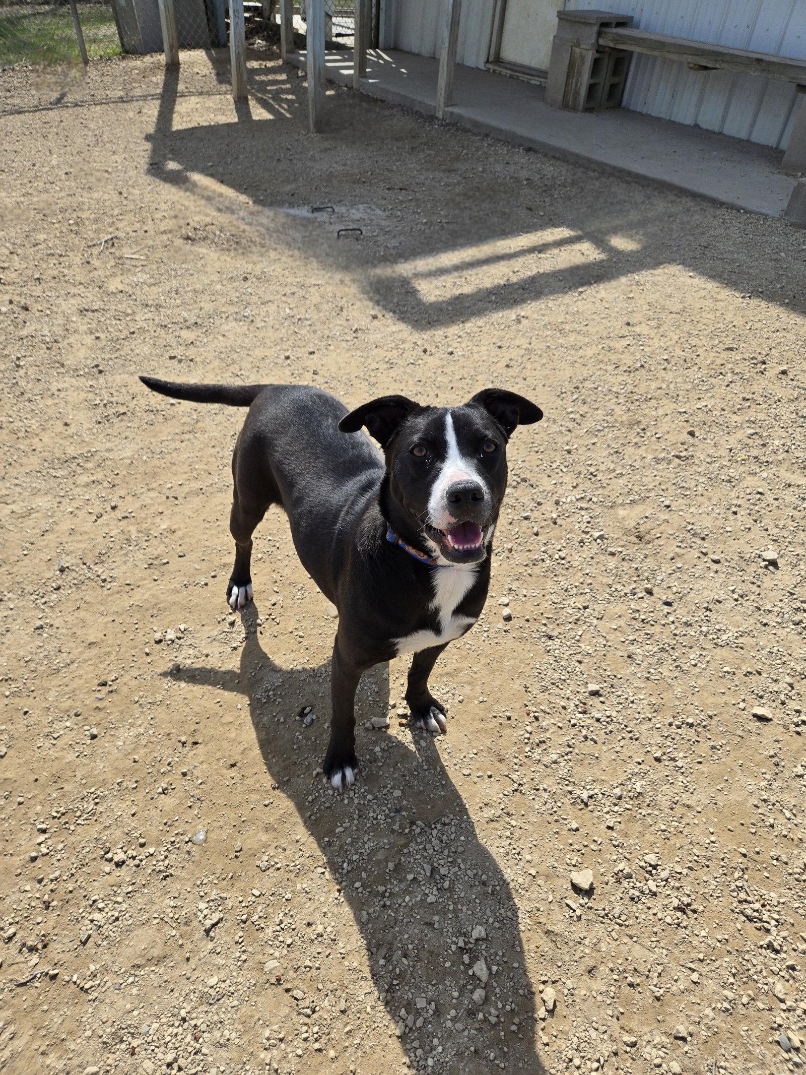 Pearl, Adoptable, Adult Female Black Labrador Retriever.