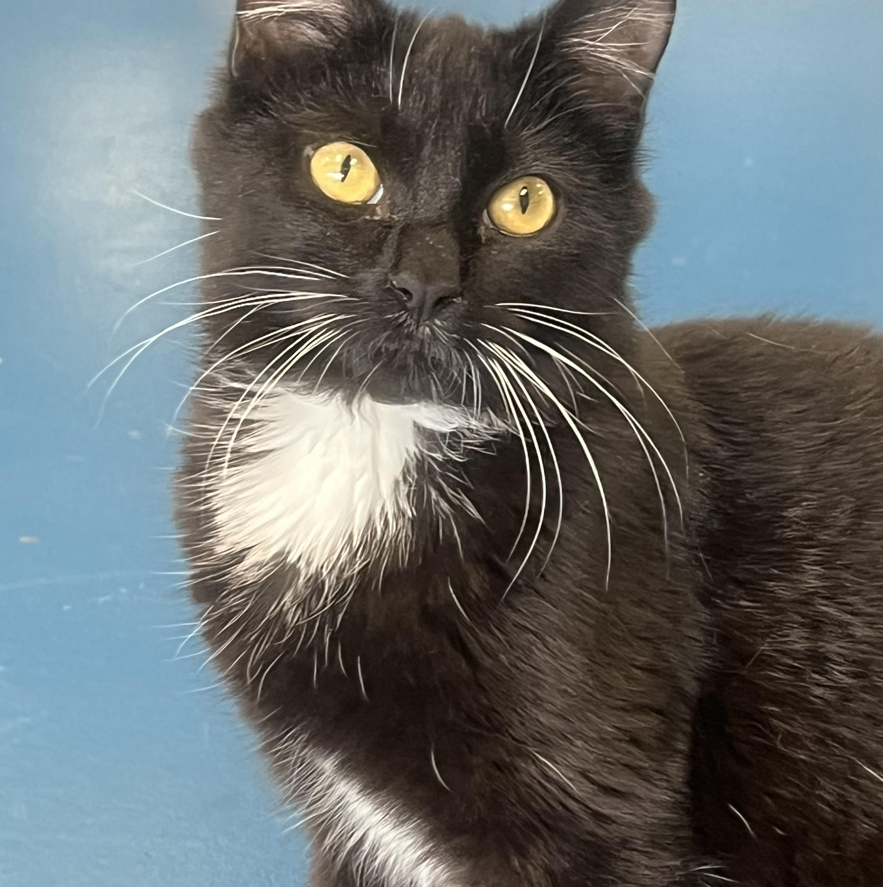 Enlarge Tweety, a ADOPTABLE Domestic Short Hair in Johnston, RI image 2/6