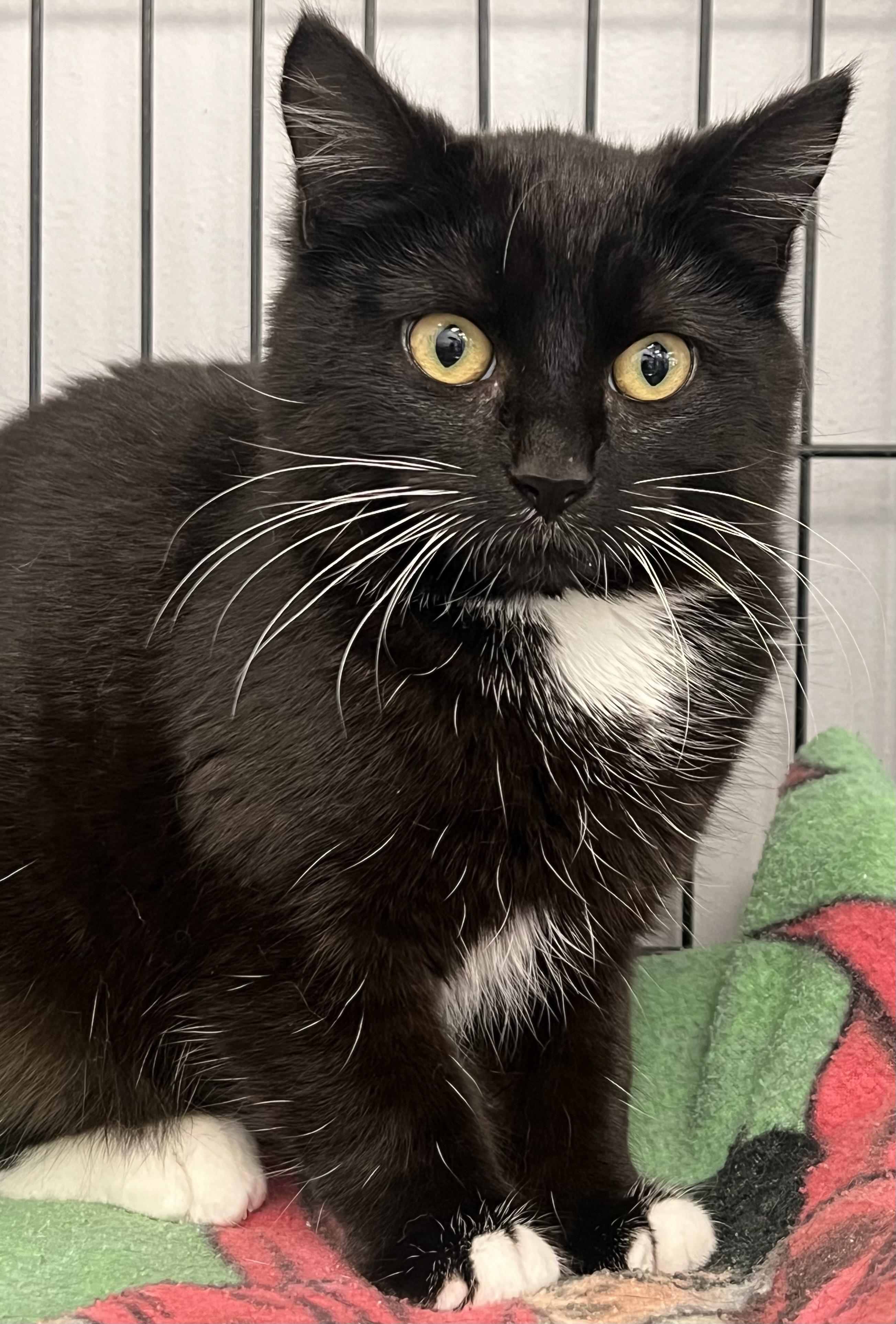 Enlarge Tweety, a ADOPTABLE Domestic Short Hair in Johnston, RI image 5/6