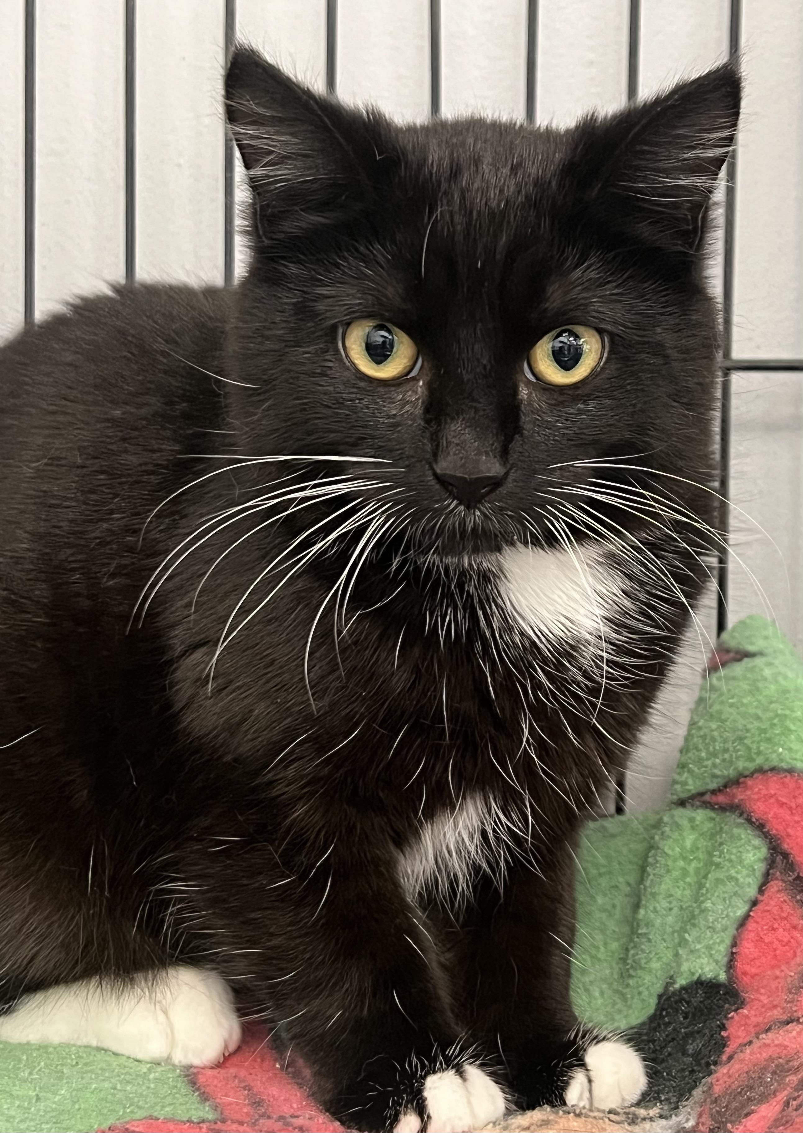 Enlarge Tweety, a ADOPTABLE Domestic Short Hair in Johnston, RI image 6/6