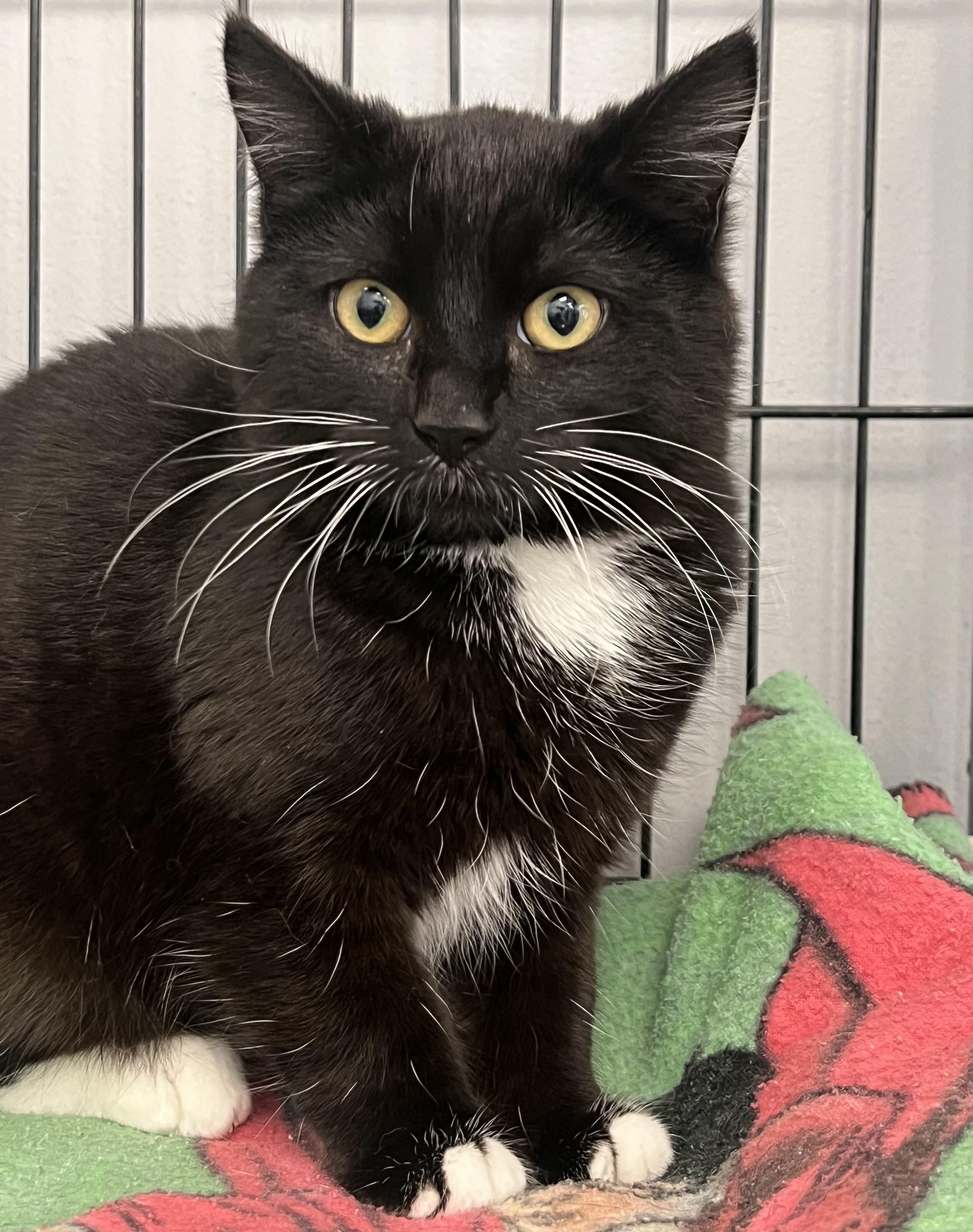 Enlarge Tweety, a ADOPTABLE Domestic Short Hair in Johnston, RI image 3/6