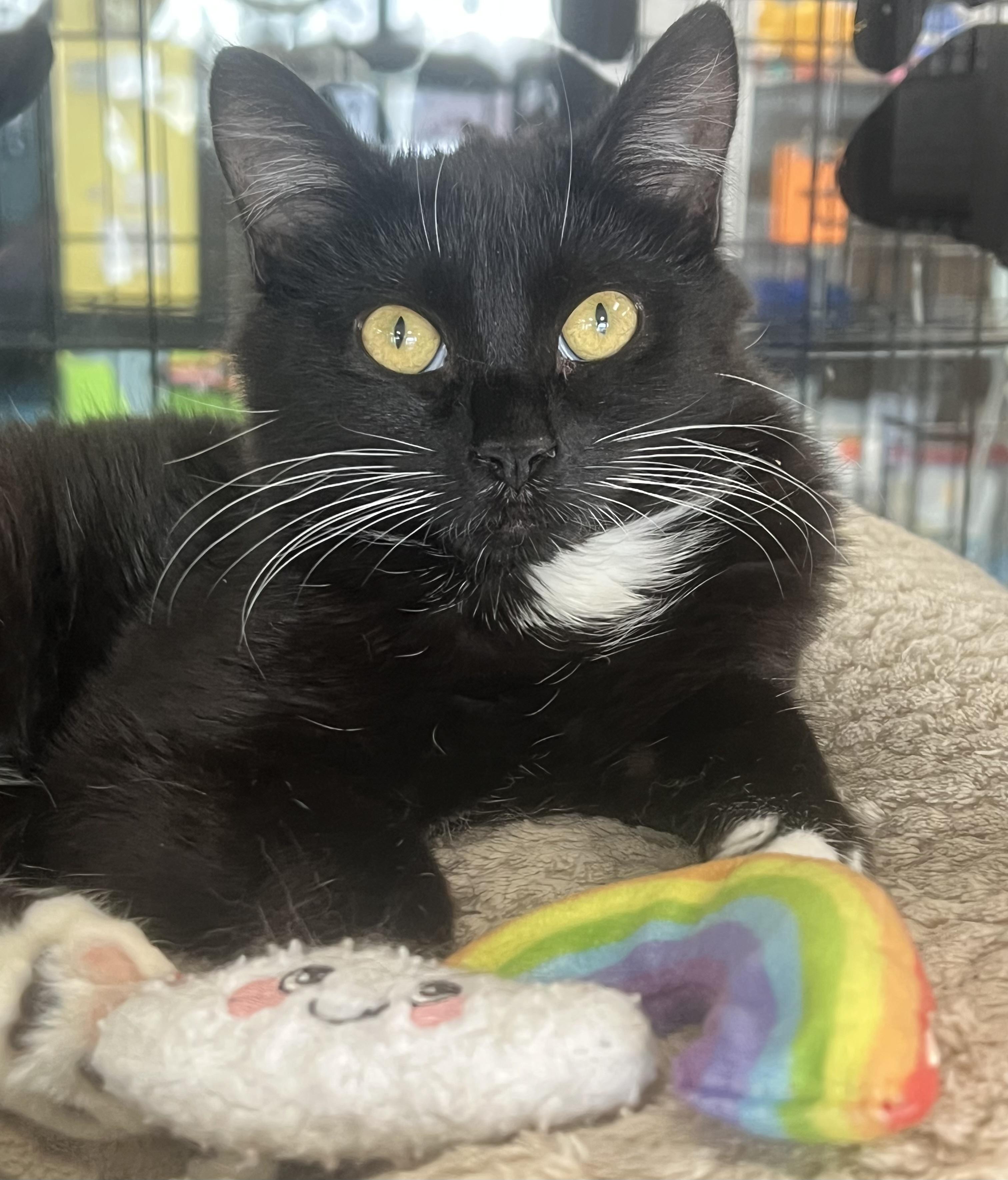 Tweety, ADOPTABLE, Kitten Female Domestic Short Hair.