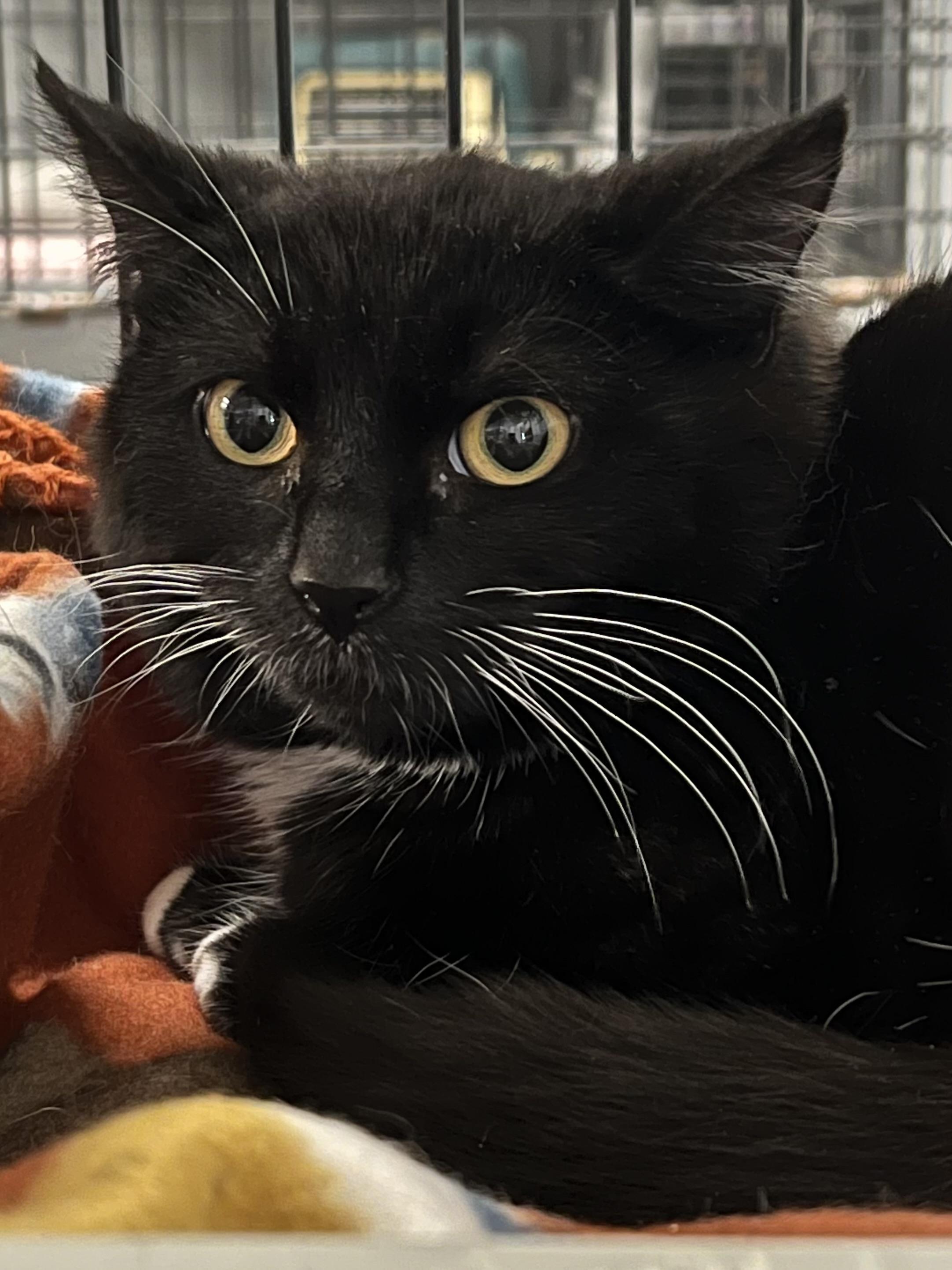 Enlarge Tweety, a ADOPTABLE Domestic Short Hair in Johnston, RI image 4/6