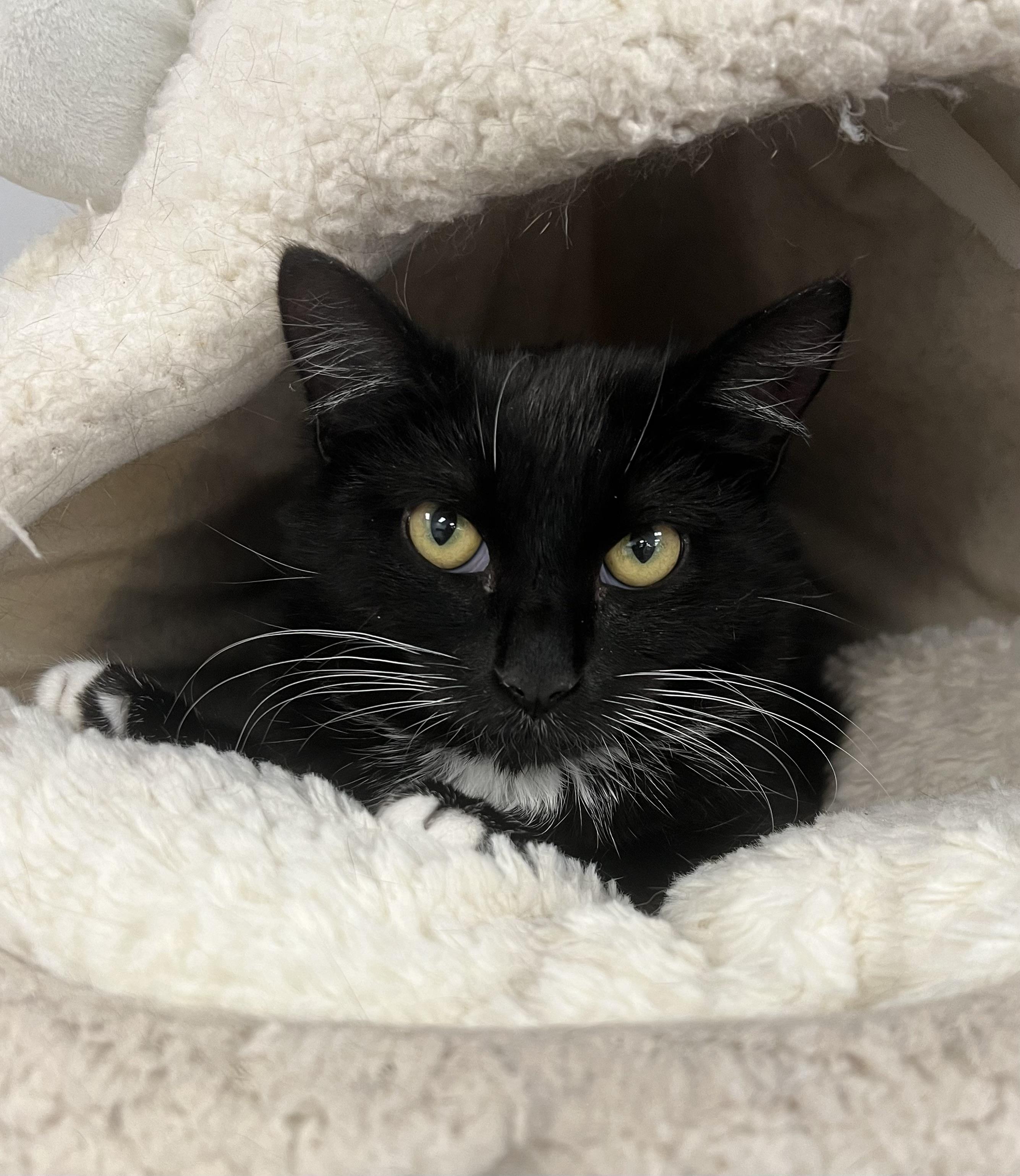 Enlarge Tweety, a ADOPTABLE Domestic Short Hair in Johnston, RI image 3/6