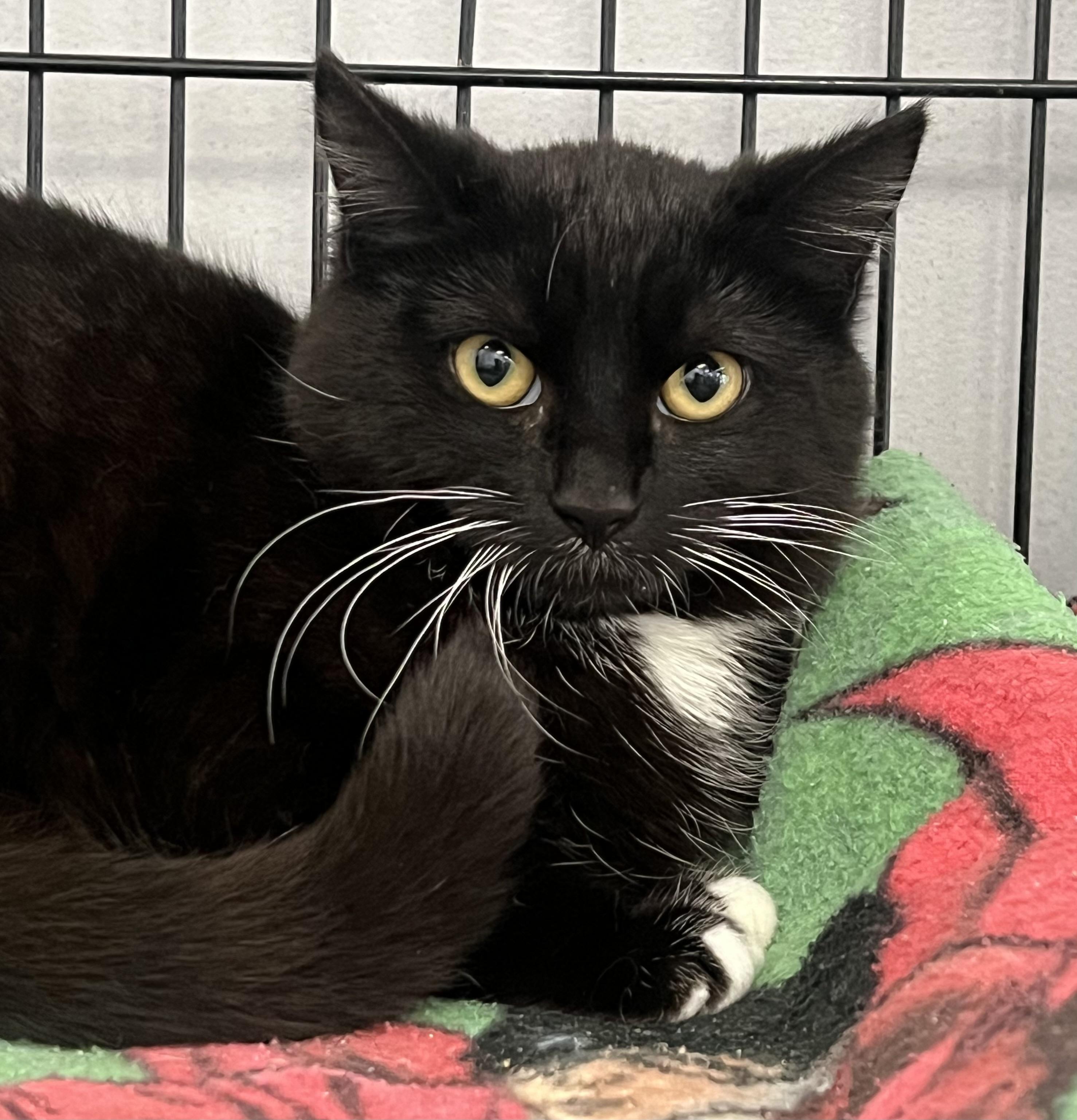 Tweety, ADOPTABLE, Kitten Female Domestic Short Hair.