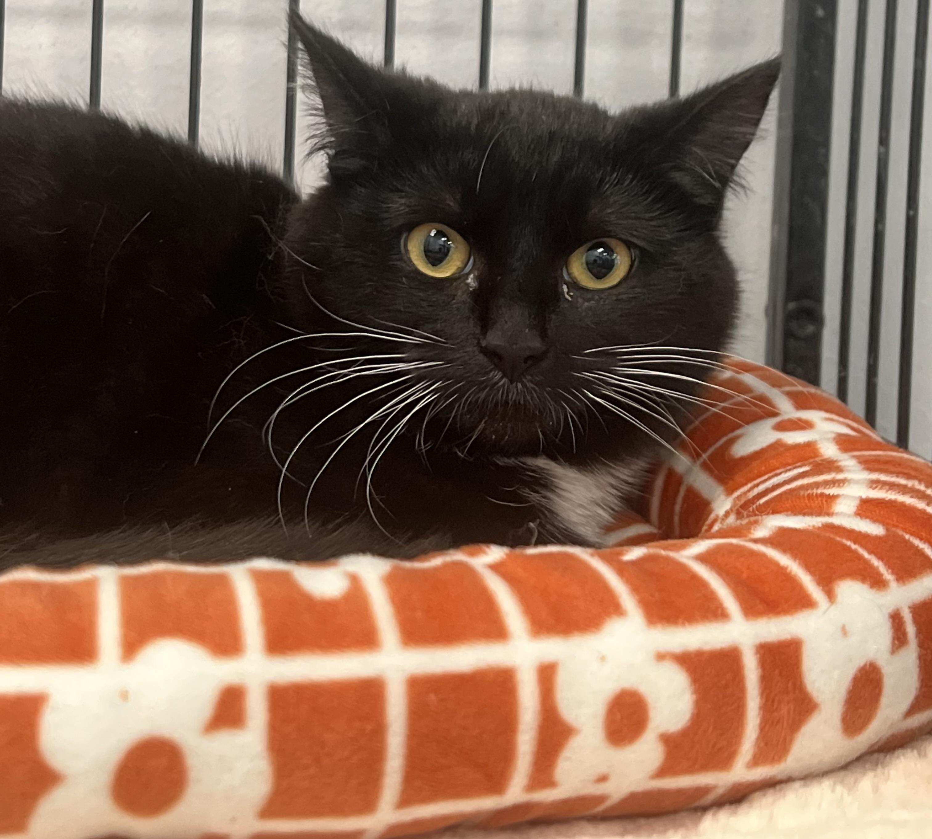 Enlarge Tweety, a ADOPTABLE Domestic Short Hair in Johnston, RI image 2/6