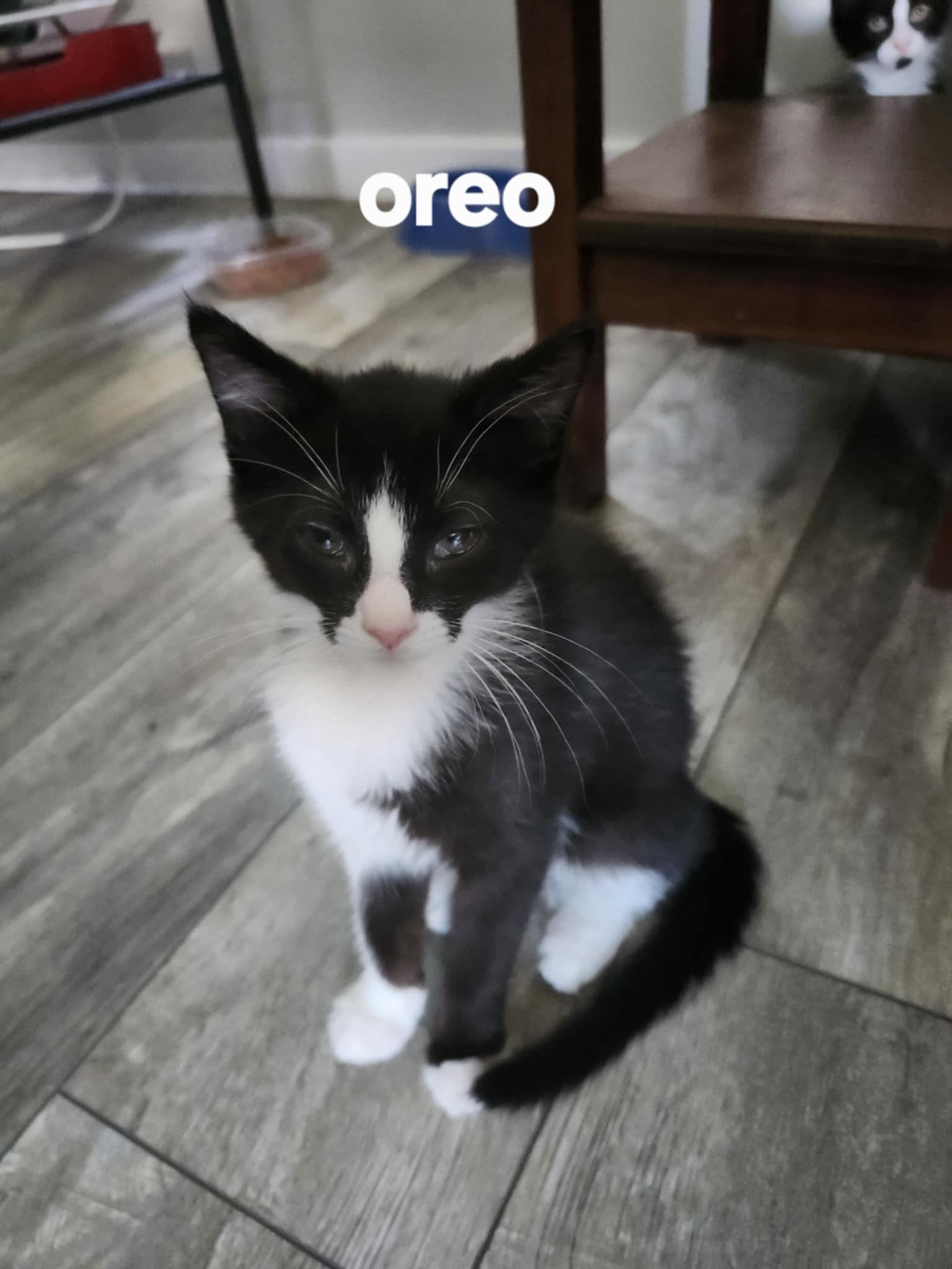 Baby Oreo, a Adoptable Tuxedo in Beckley, WV image 2/2