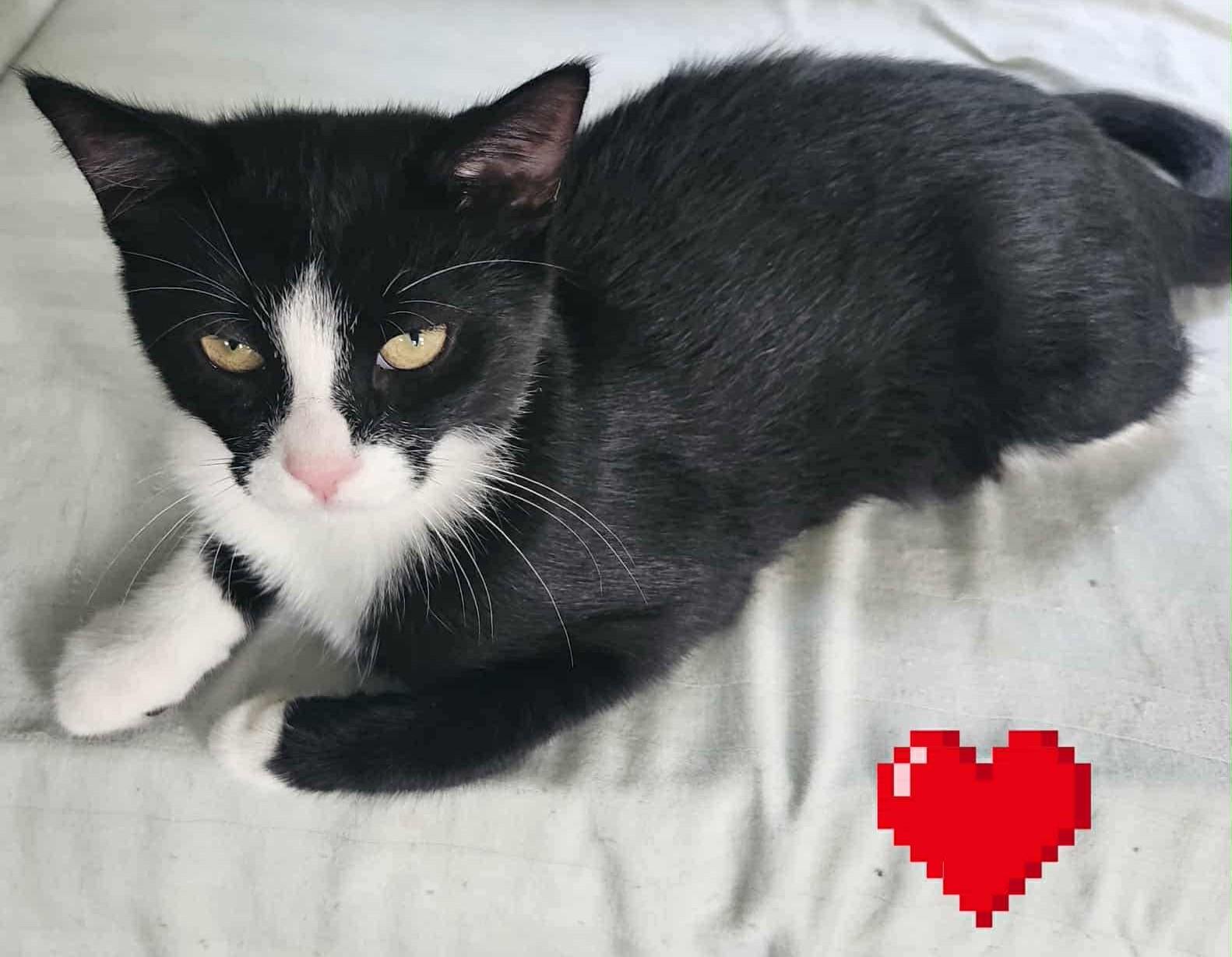 Baby Oreo, Adoptable, Kitten Male Tuxedo.