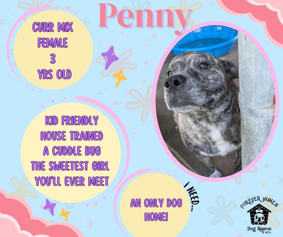Penny, Adoptable, Young Female Black Mouth Cur.