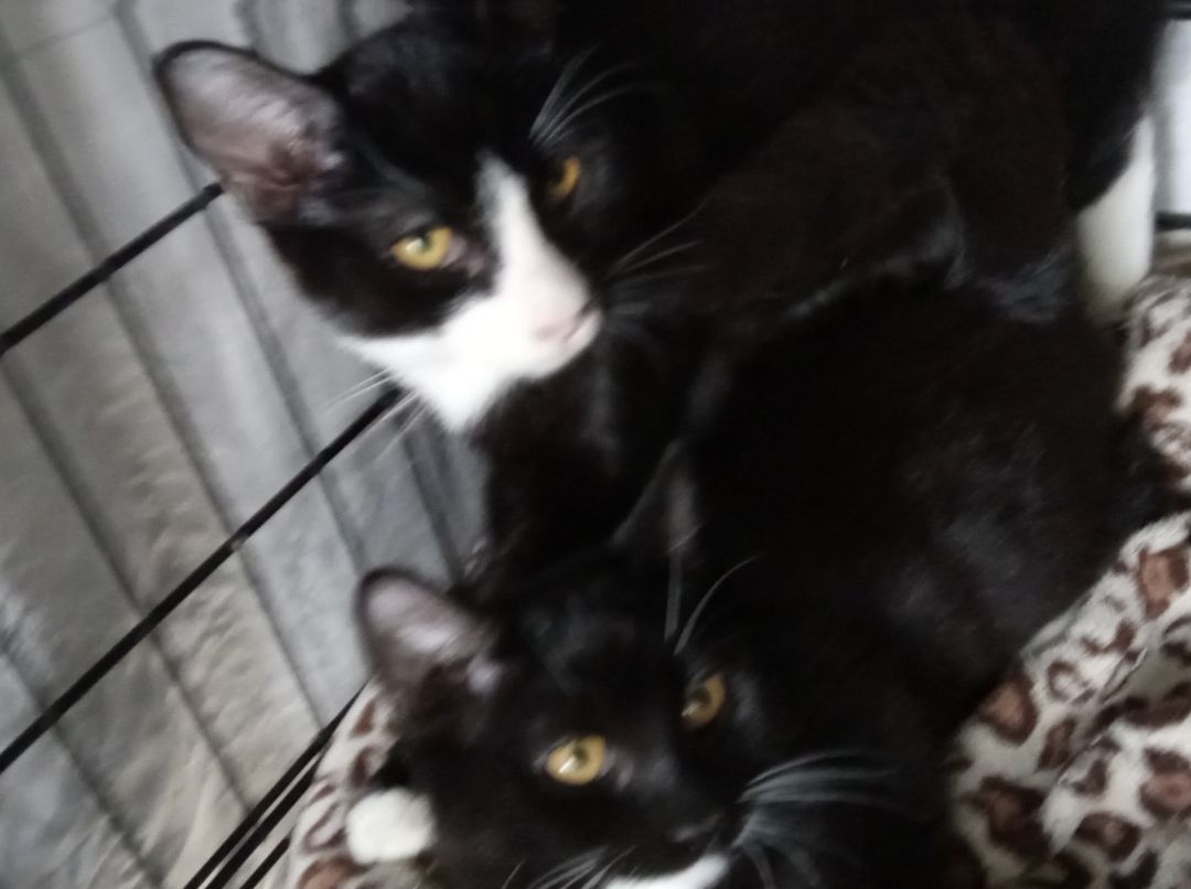 Enlarge Sammy, a Adoptable Domestic Short Hair in Chandler, AZ image 2/2