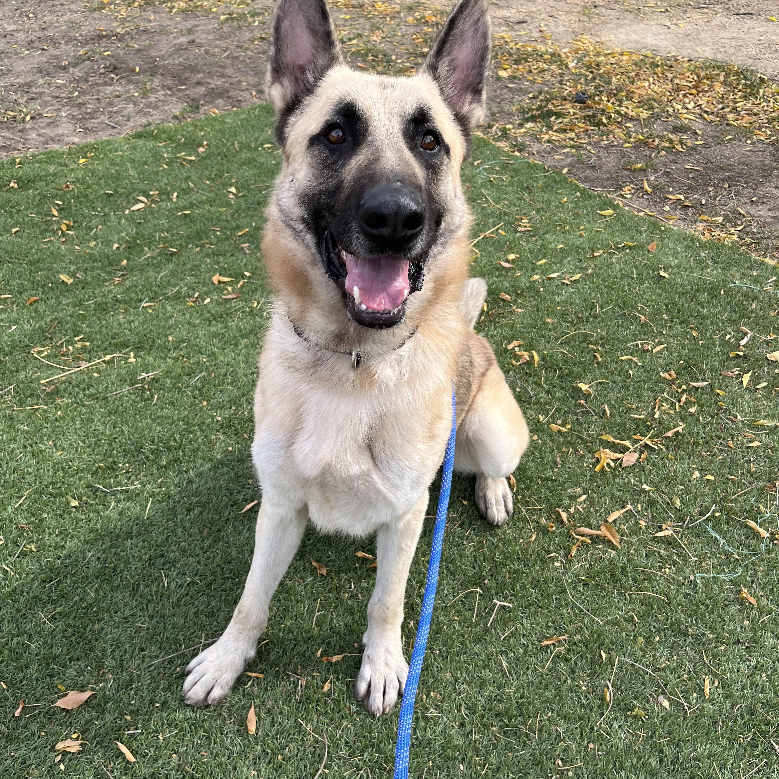CODY, a Adoptable mixed breed in Los Angeles, CA image 2/3