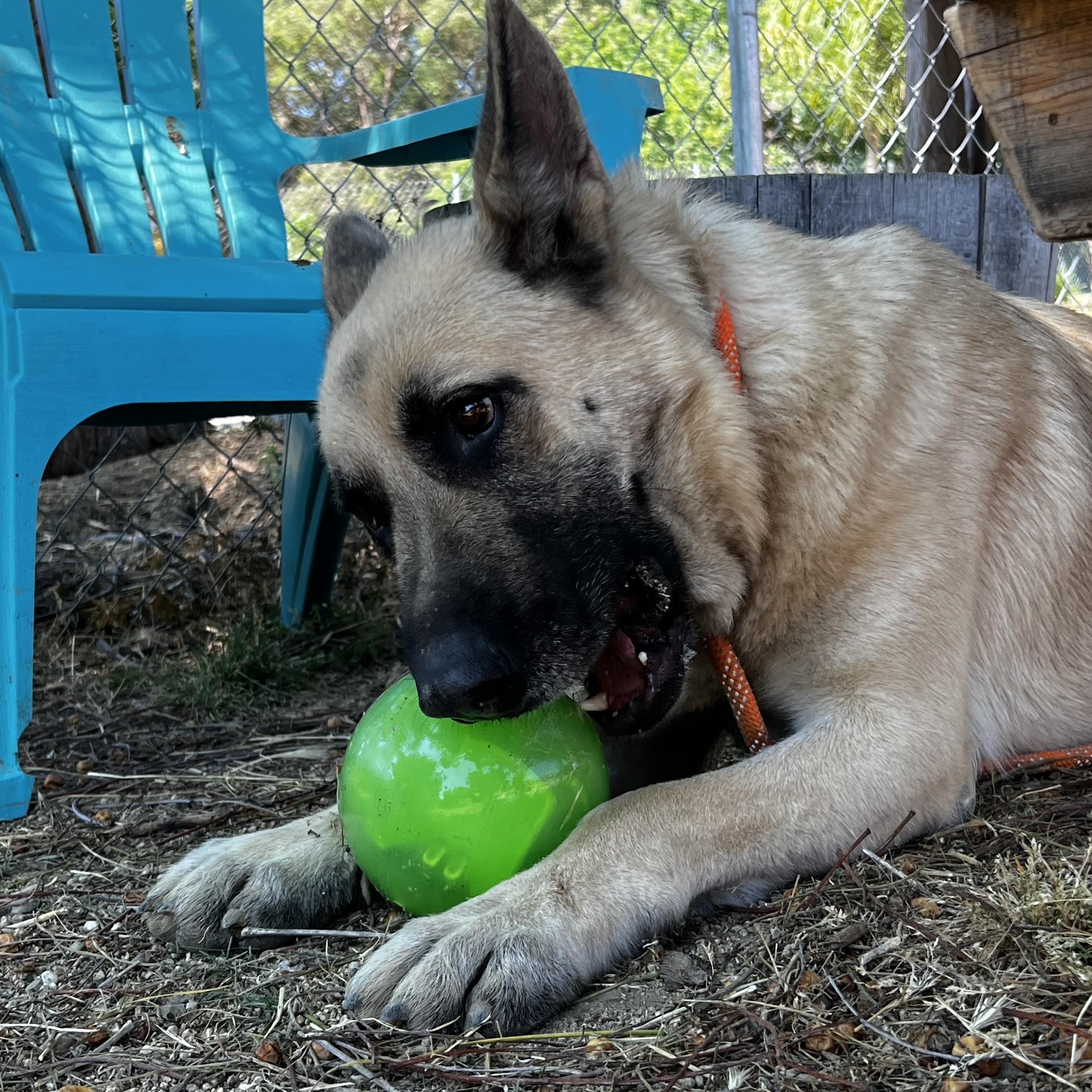 CODY, a Adoptable mixed breed in Los Angeles, CA image 3/3