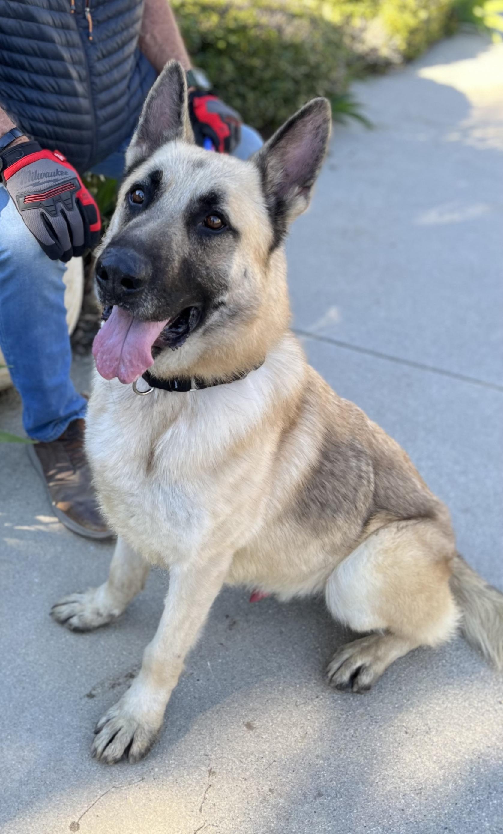 CODY, a Adoptable mixed breed in Los Angeles, CA image 1/3